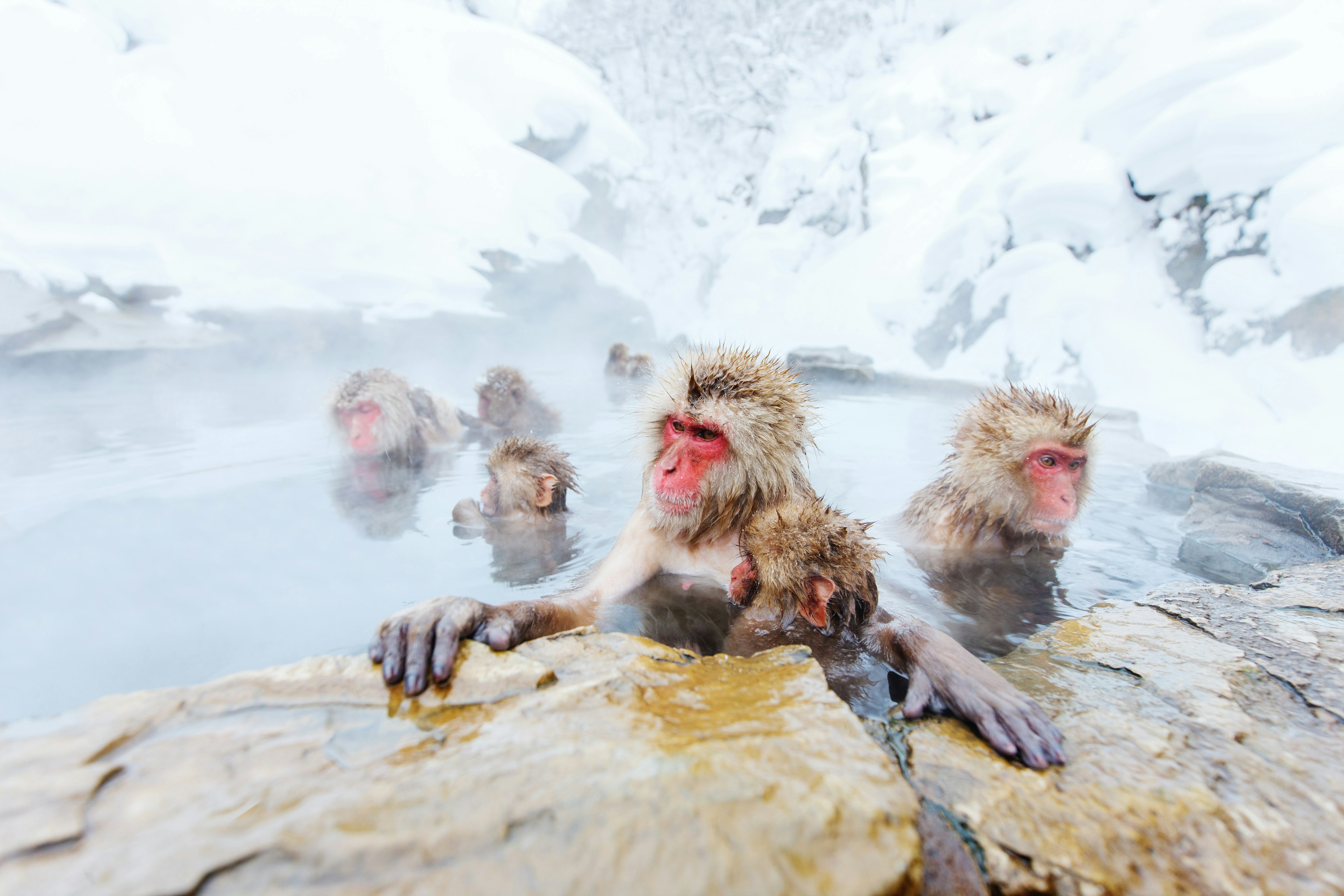 A group of snow monkeys bathe in Onsen Hot Springs of Nagano, Japan.