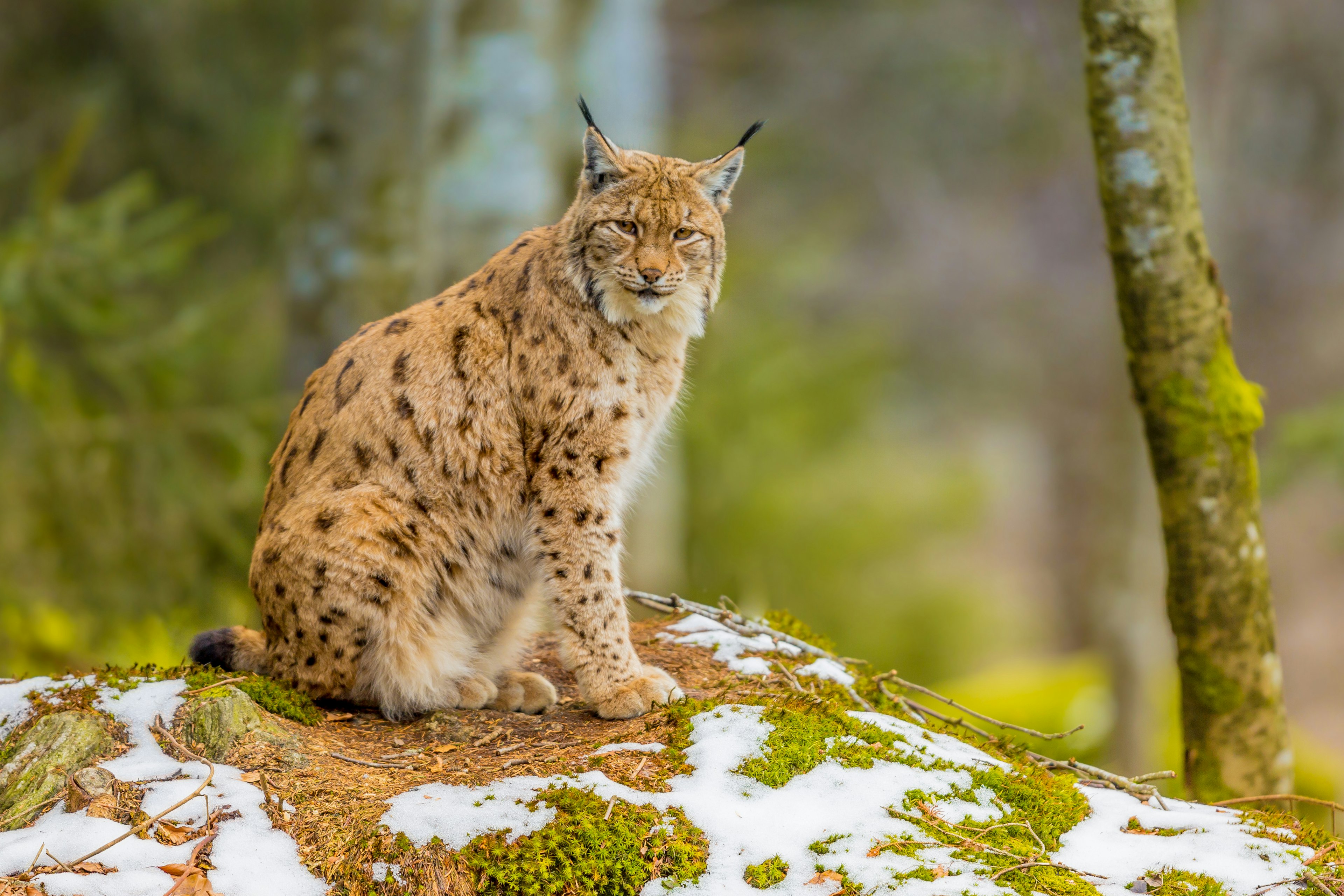 The medium sized Eurasian lynx resting in winter landscape in natural forest habitat