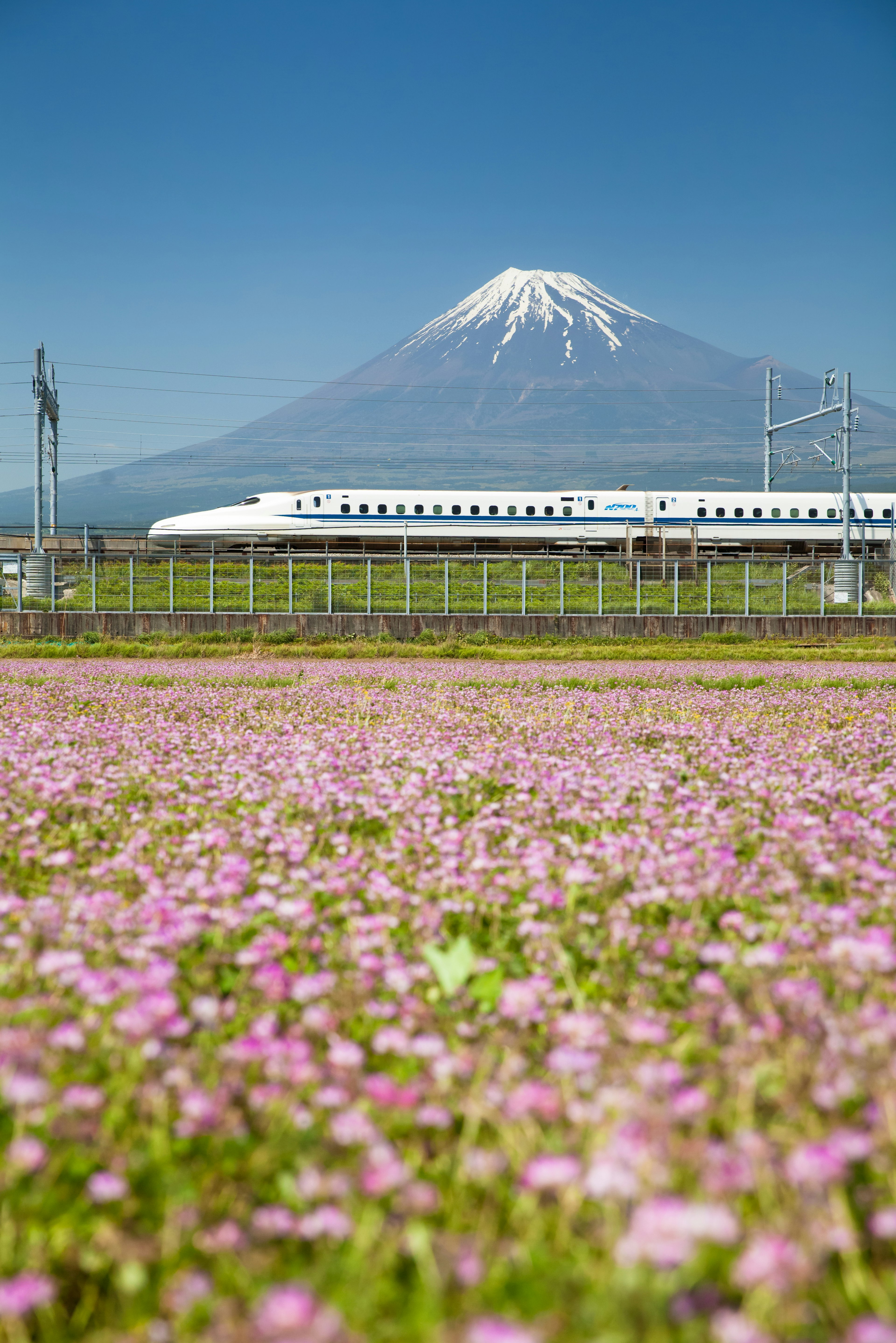 A bullet train in Japan passing snow-covered Mount Fuji with a blue-sky backdrop