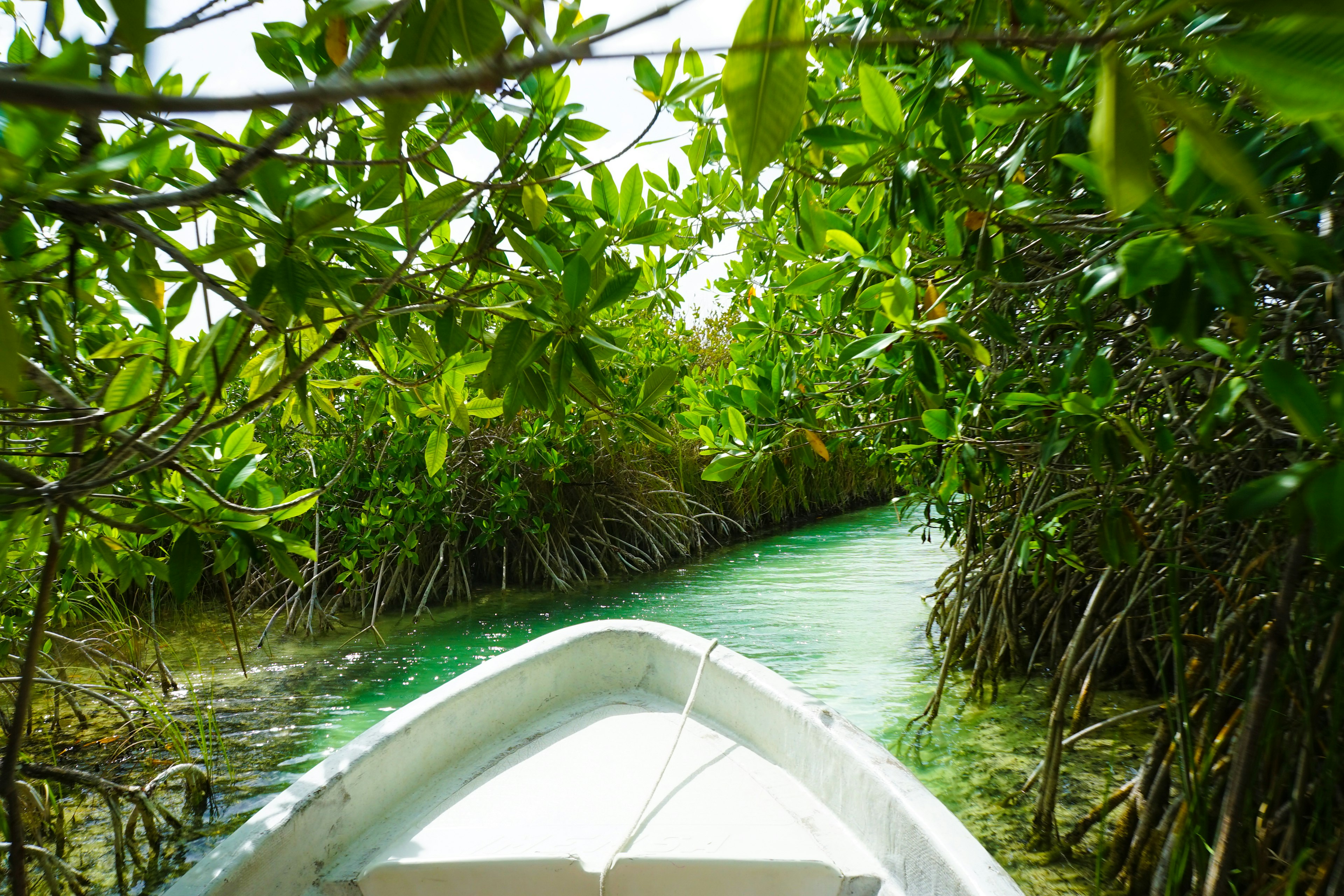 The nose of a small white boat makes its way down a narrow channel between thick mangroves