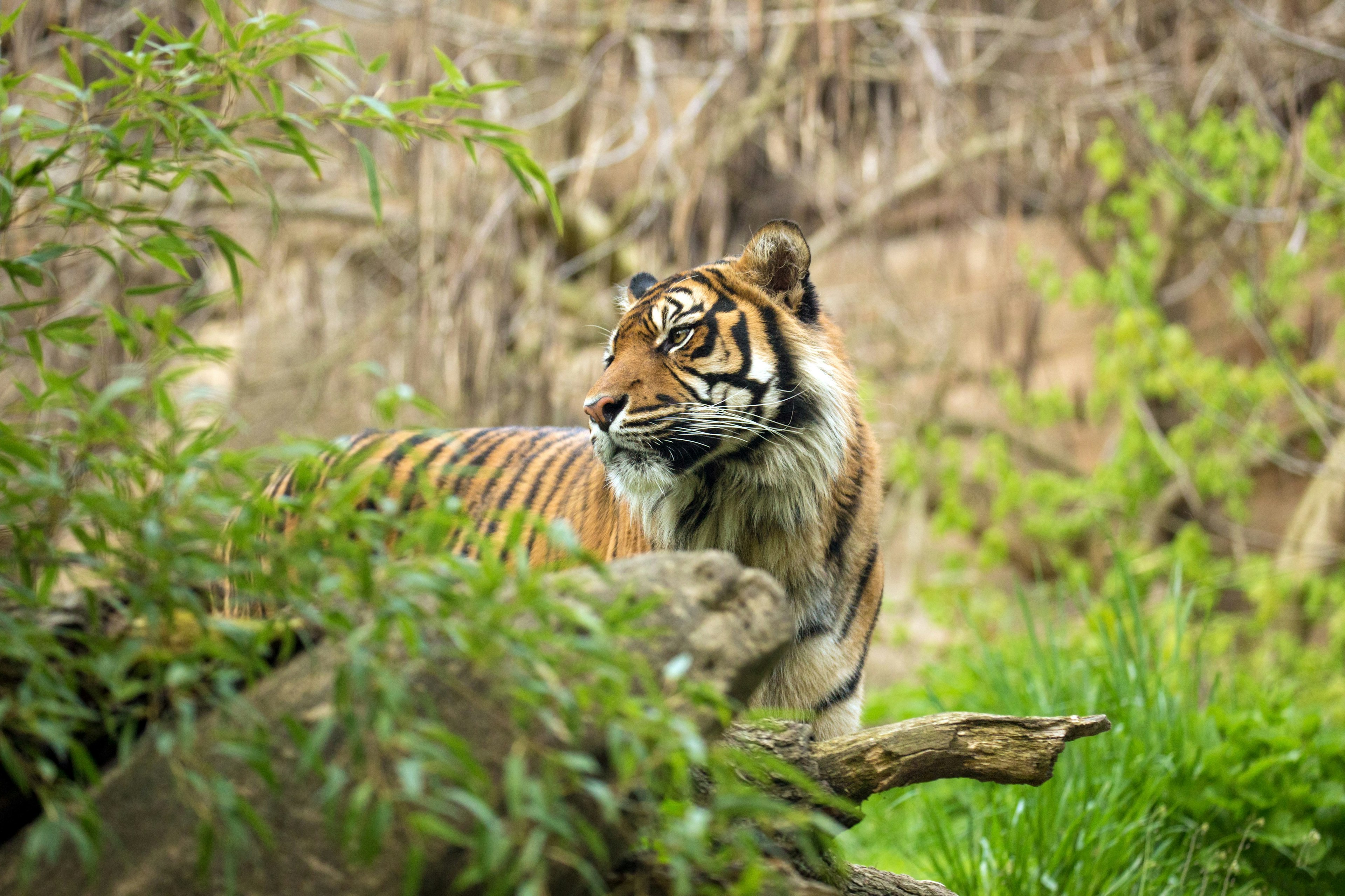 Sumatran tiger in the rain forest of Kerinci Seblat National Park.