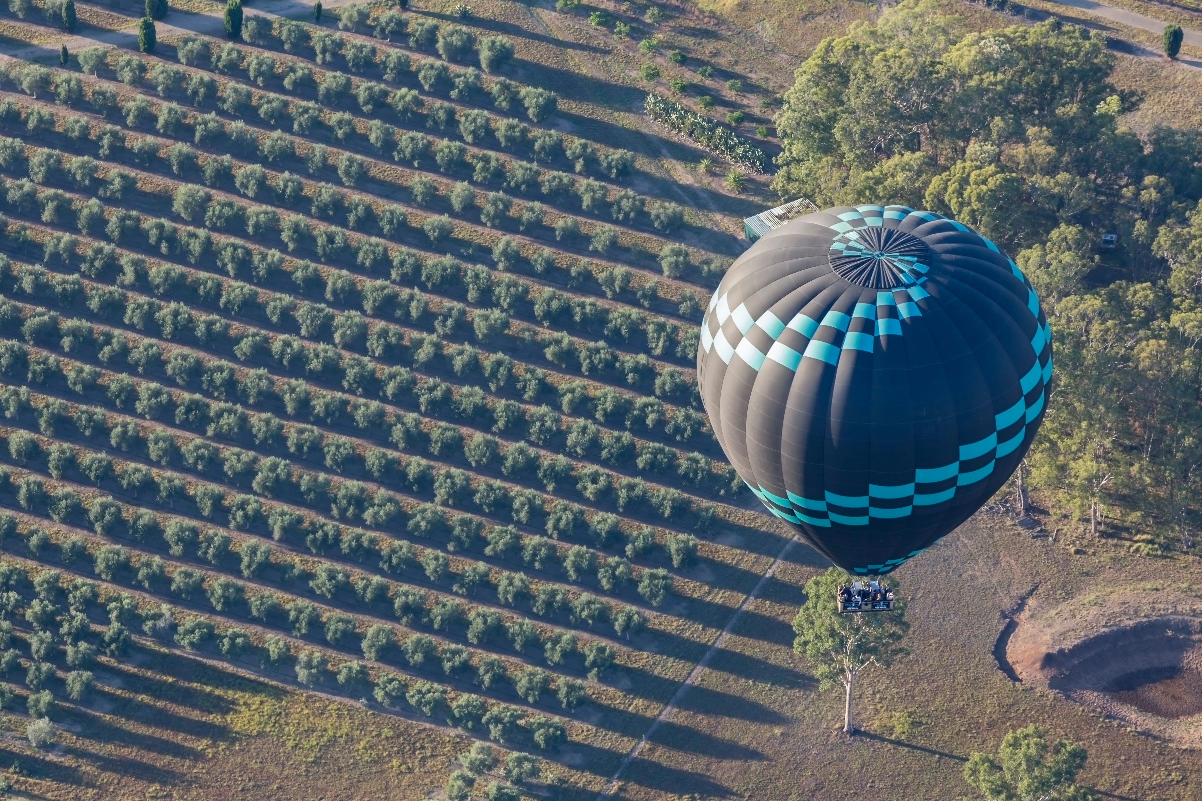 A hot-air ballon with a blue pattern on black floats above rows of neatly planted vines