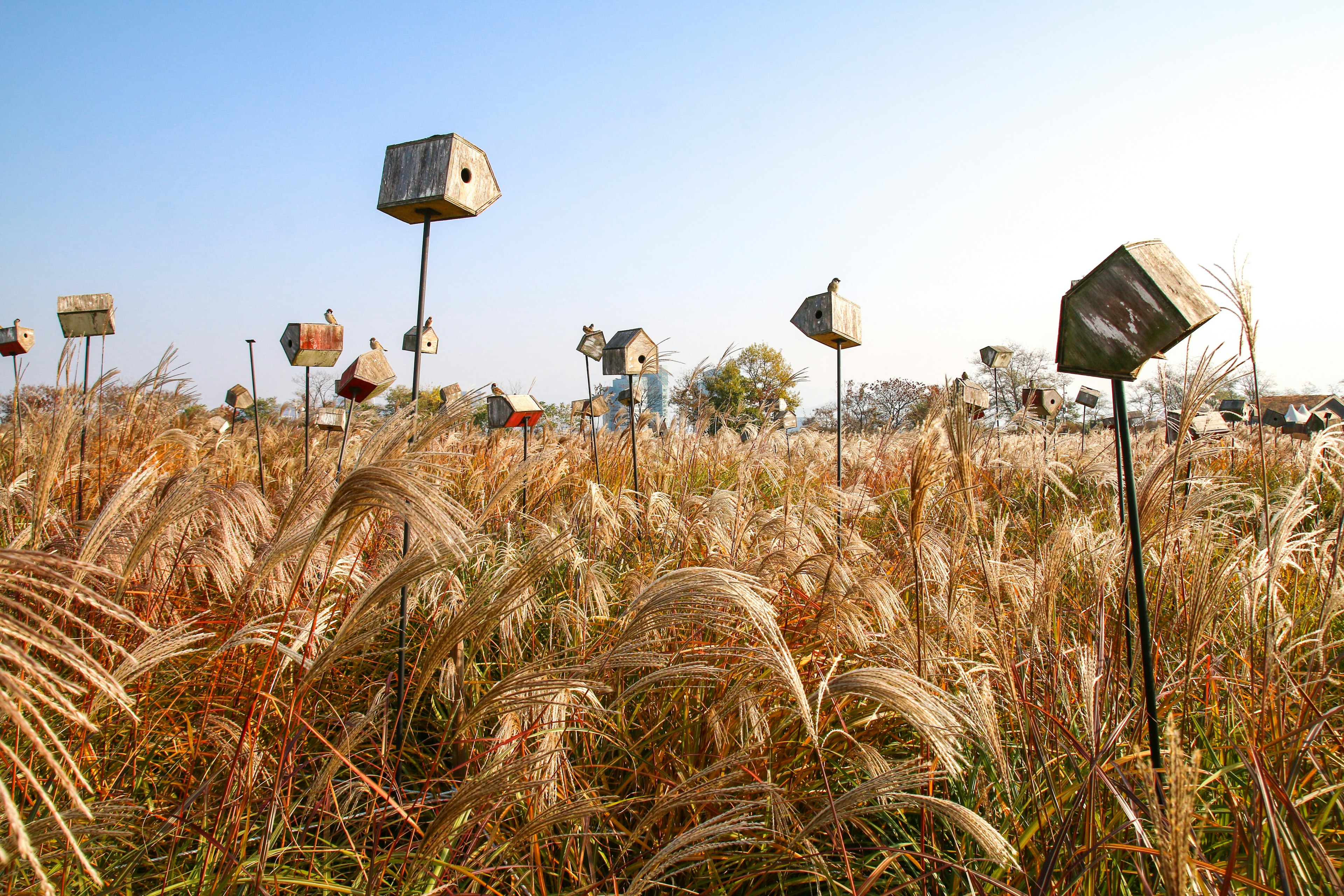 Birdhouses on sticks above tall silver grass against a blue sky.