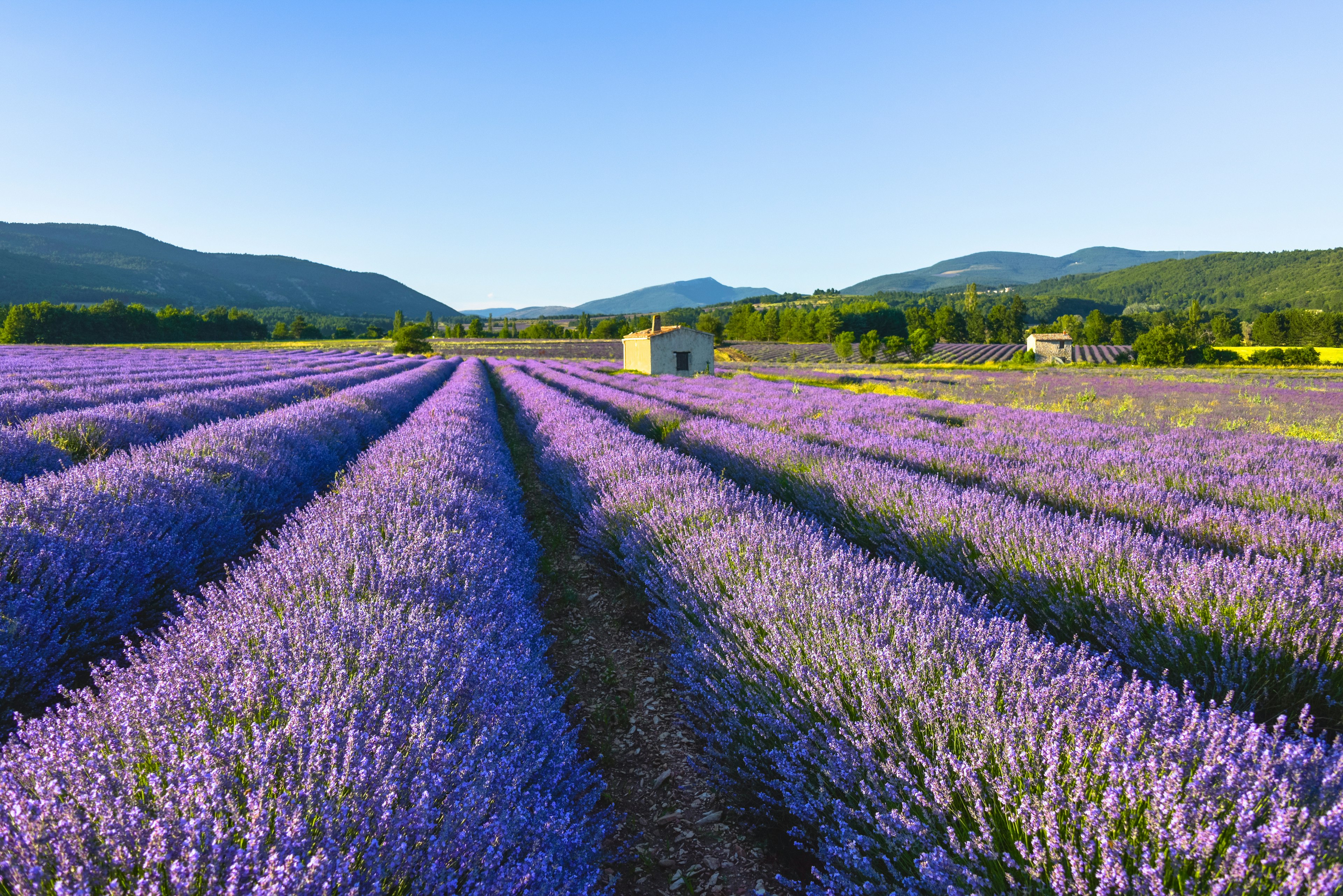 Flowering lavender near Sault in the early evening.