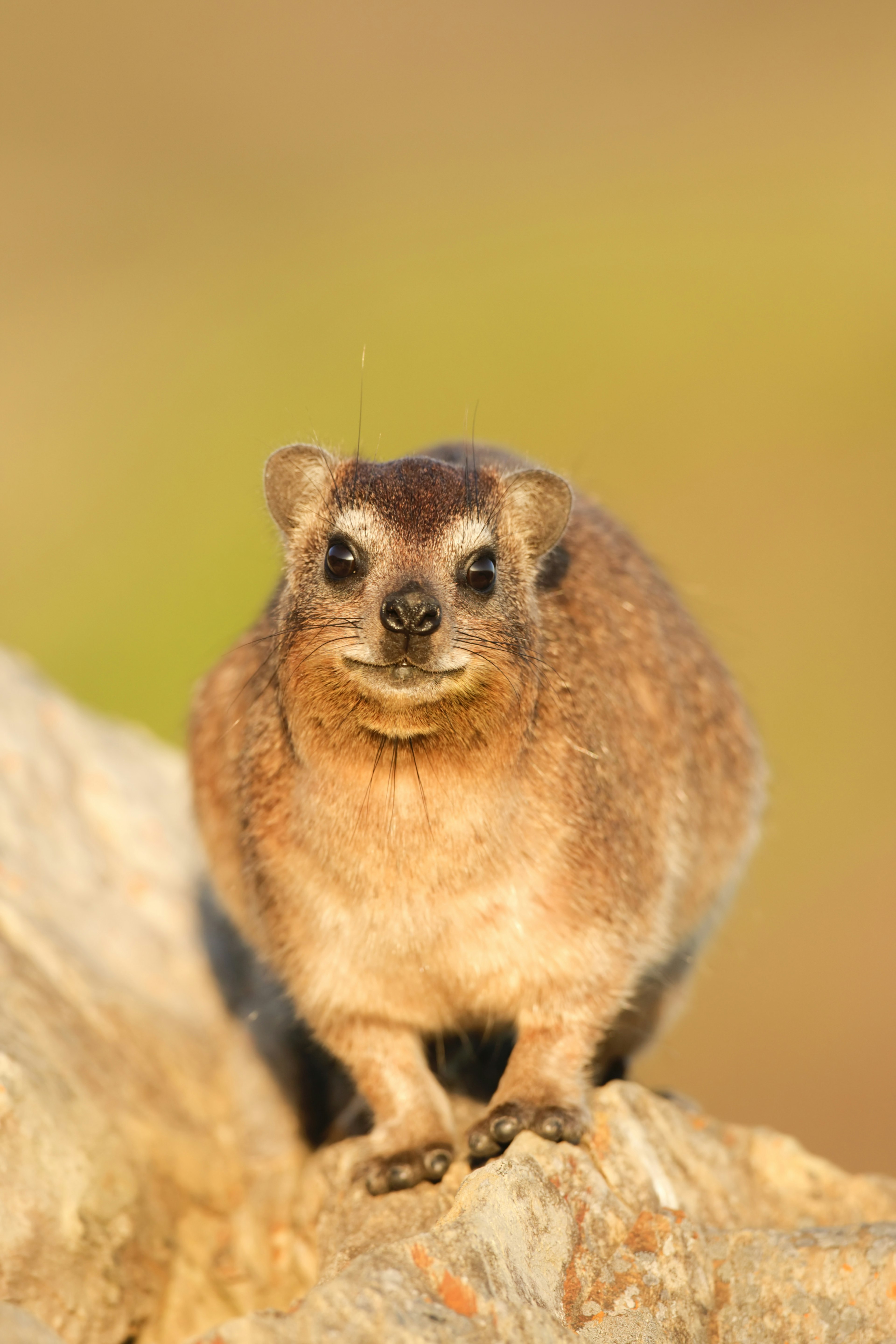 A pudgy-looking rodent with distinctive toes (a clue that it's related to the elephant) stands on all fours atop a rock.