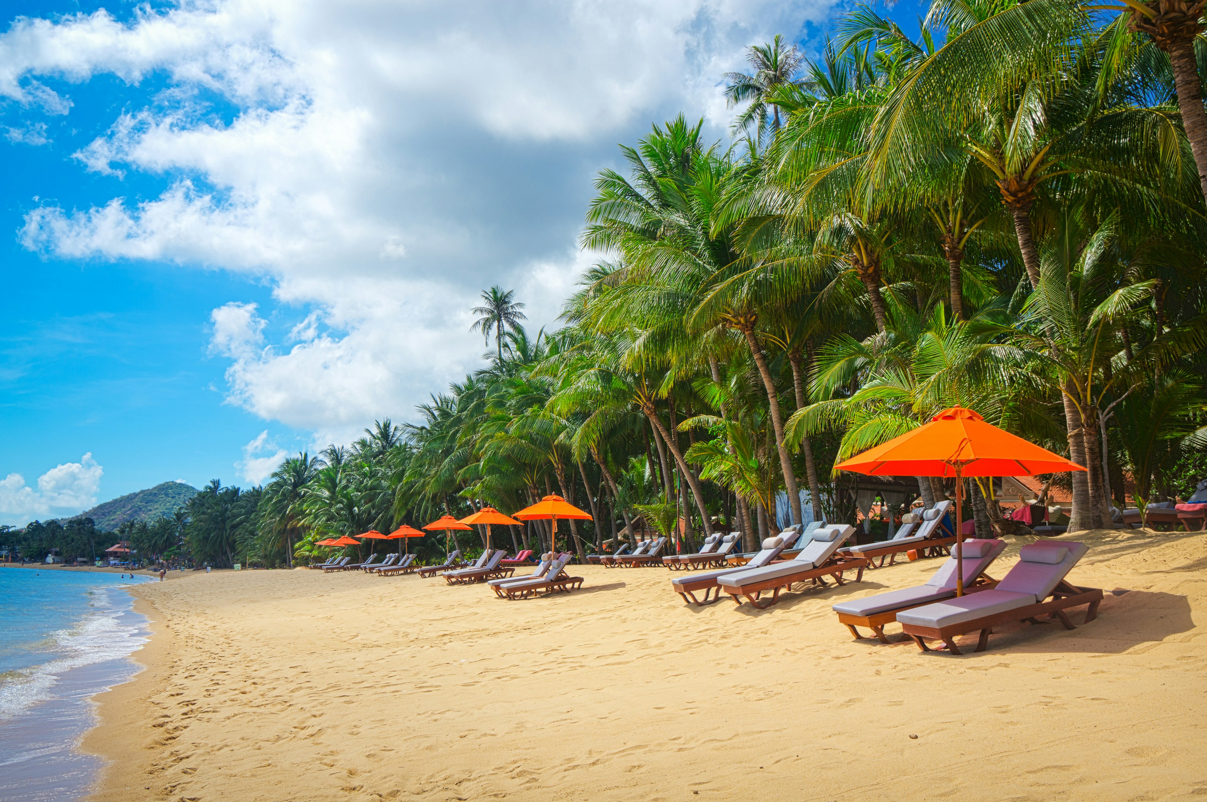 Sunloungers and umbrellas on the sand of a tropical beach resort backed by palm trees