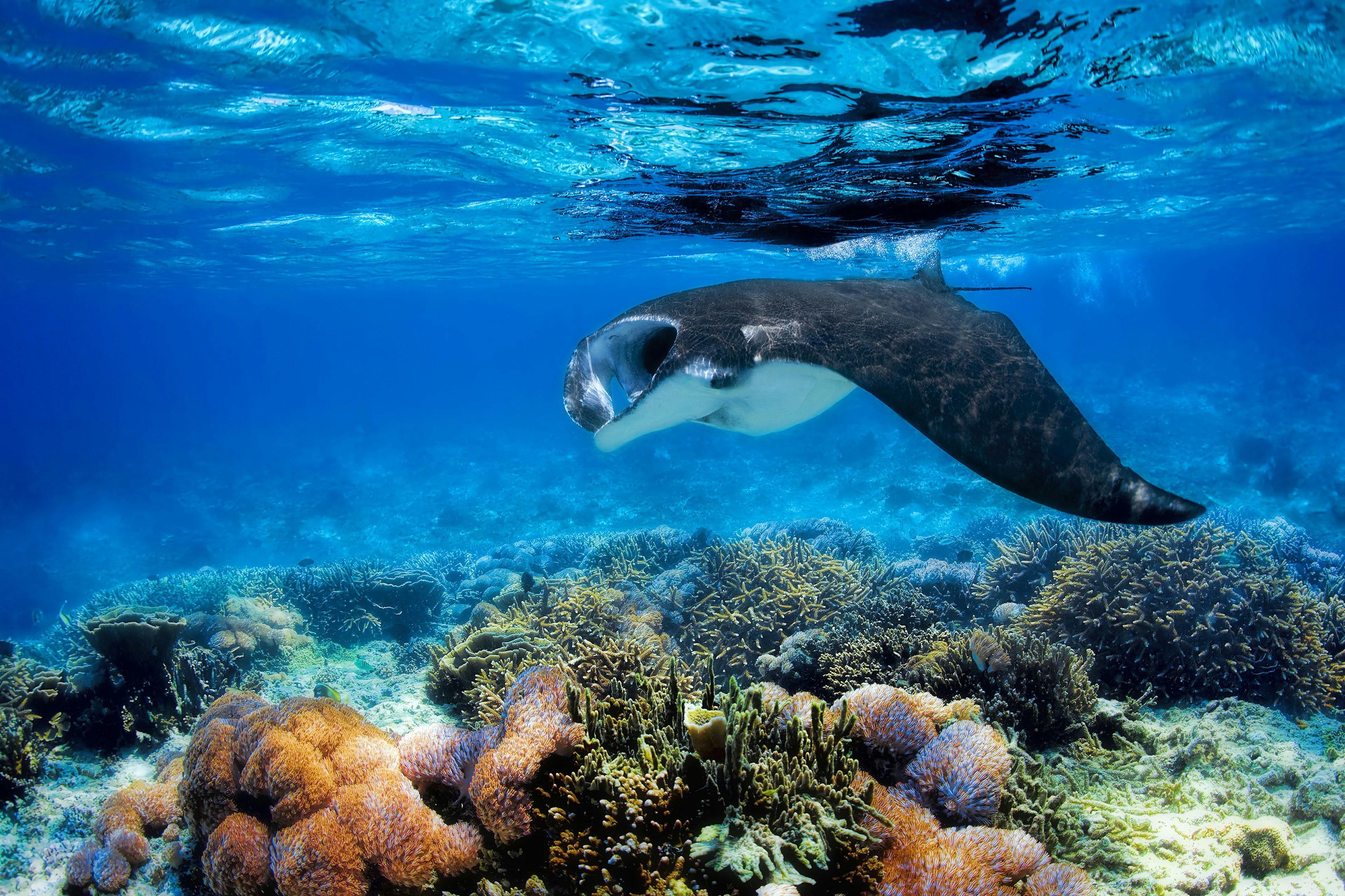 Manta ray filter feeding above a coral reef in the blue Komodo waters.