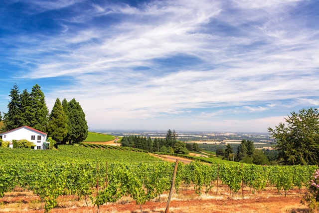 Vineyards in the Dundee Hills in Oregon.