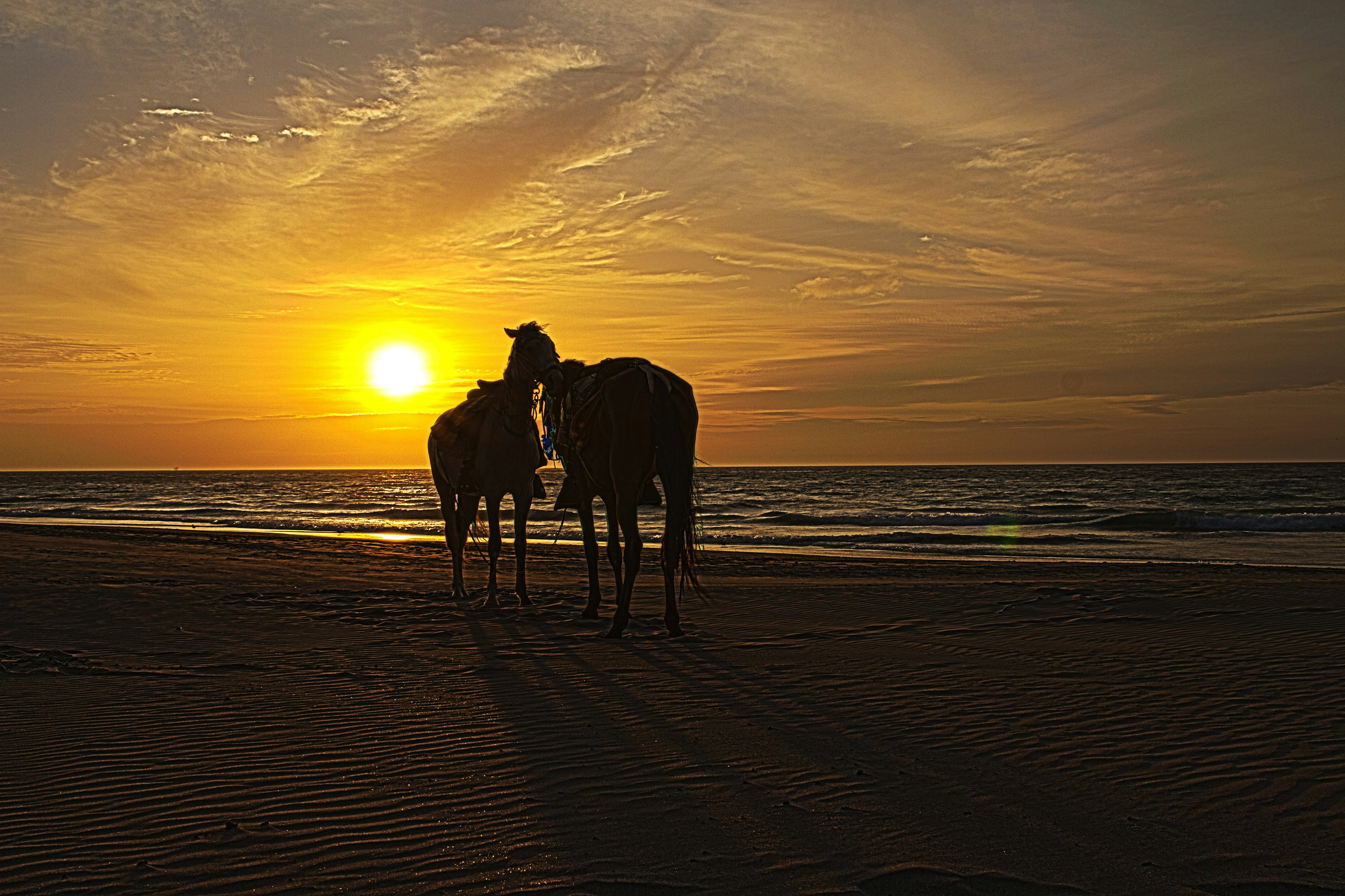 Silhouette of two horses on the beach at Vichayito during Sunset.