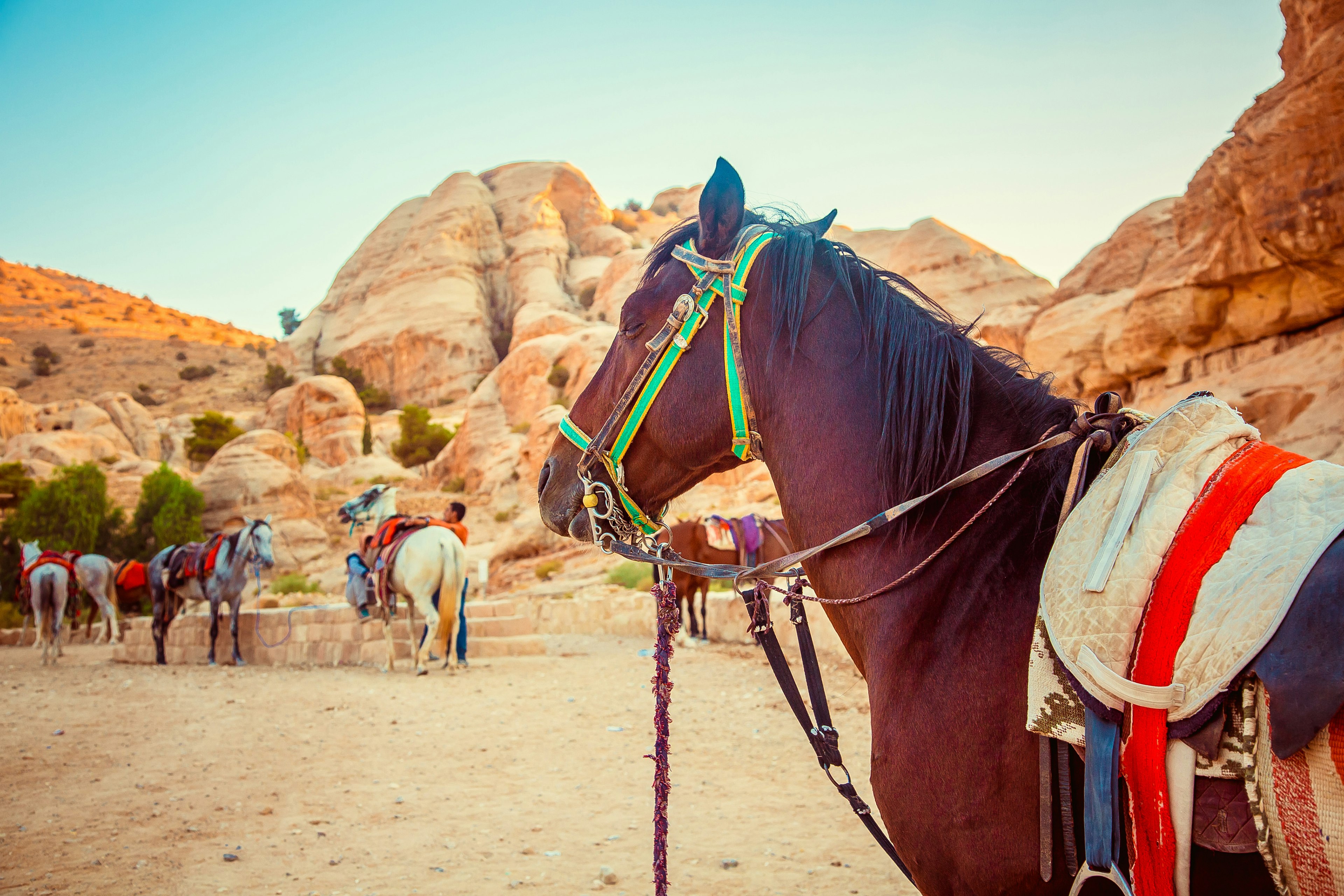 A horse rests near an oasis in the ancient city of Petra.