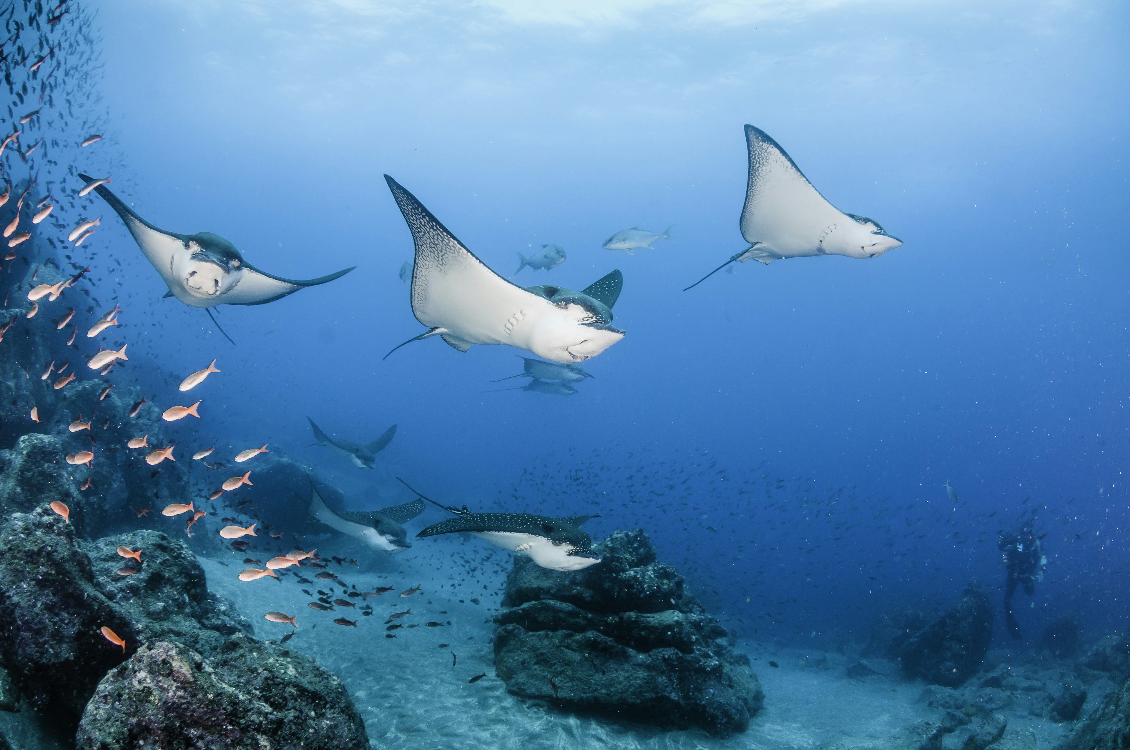 Mobula rays gliding under the ocean.