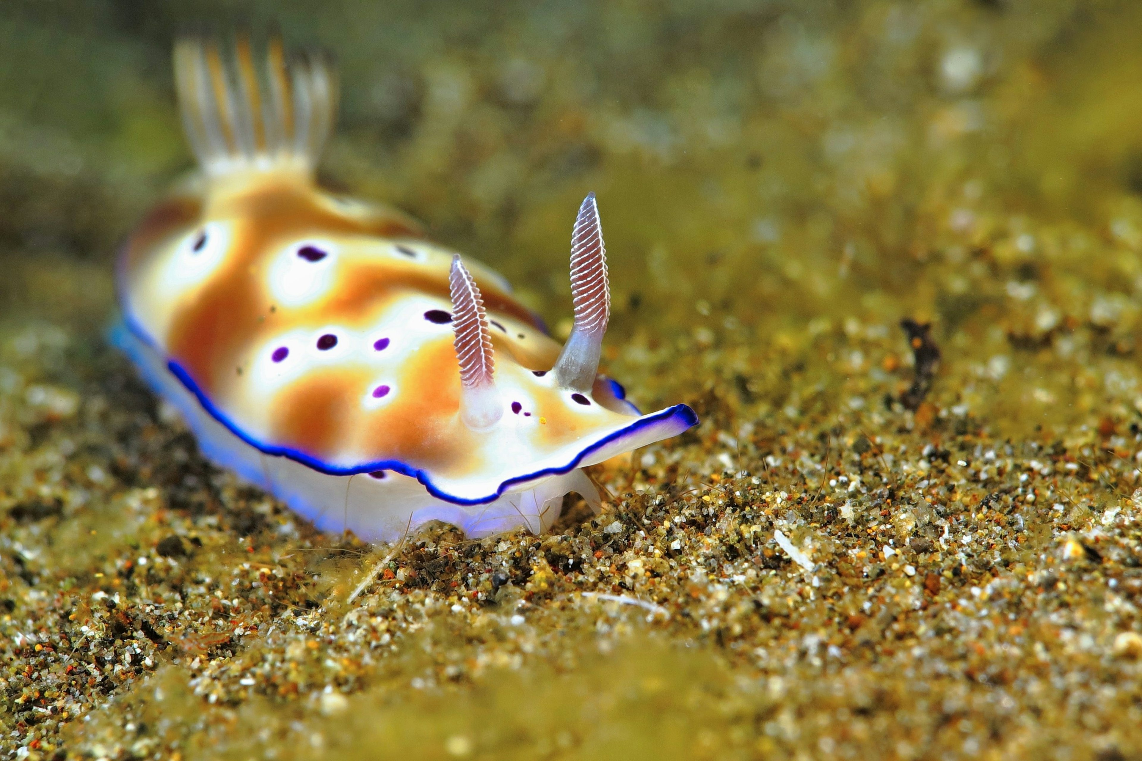 Close-up detail of a colourful nudibranch on the sea floor.