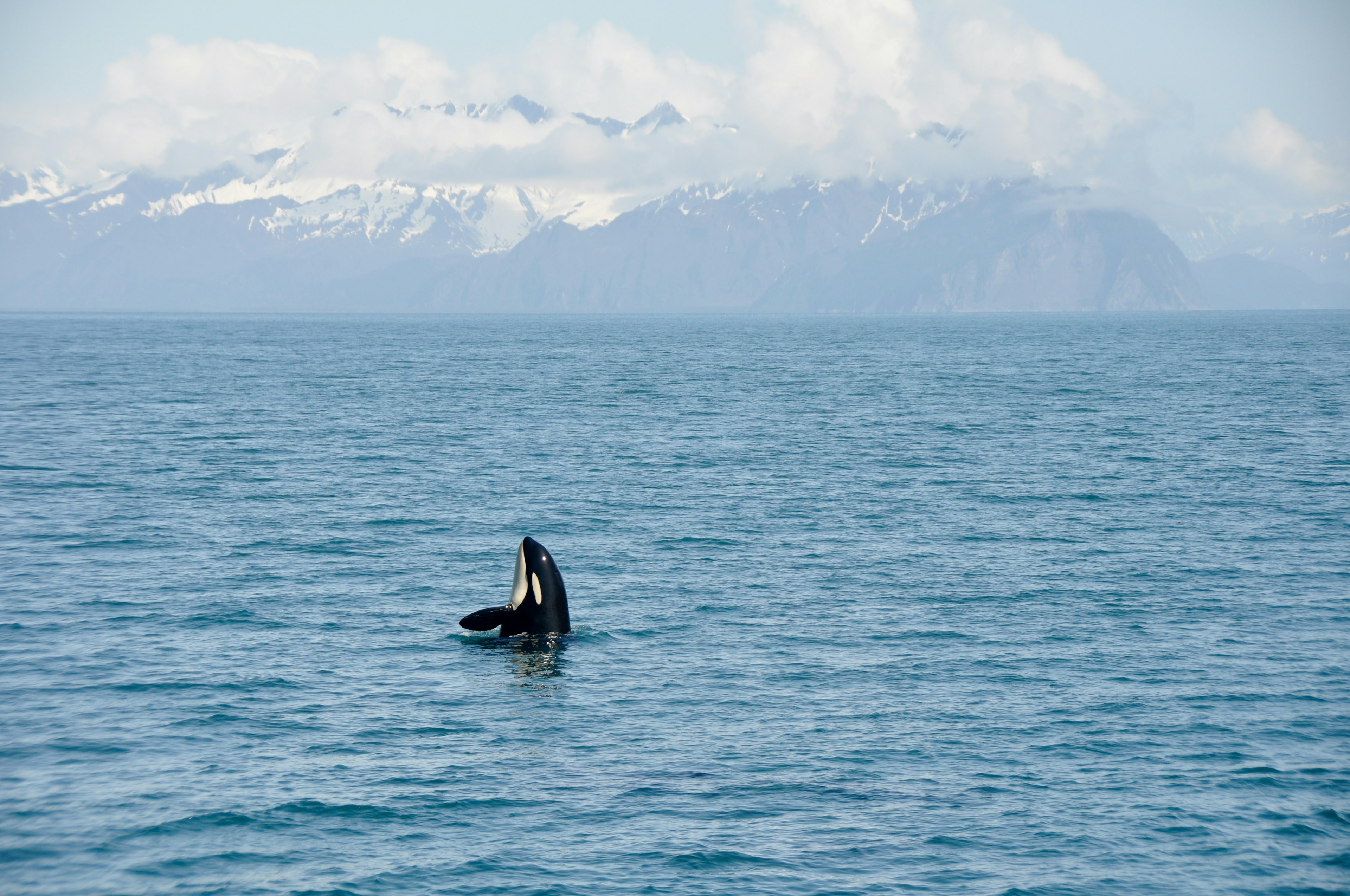 Orca Whales  in Resurrection Bay, Alaska Kenai Fjord National park