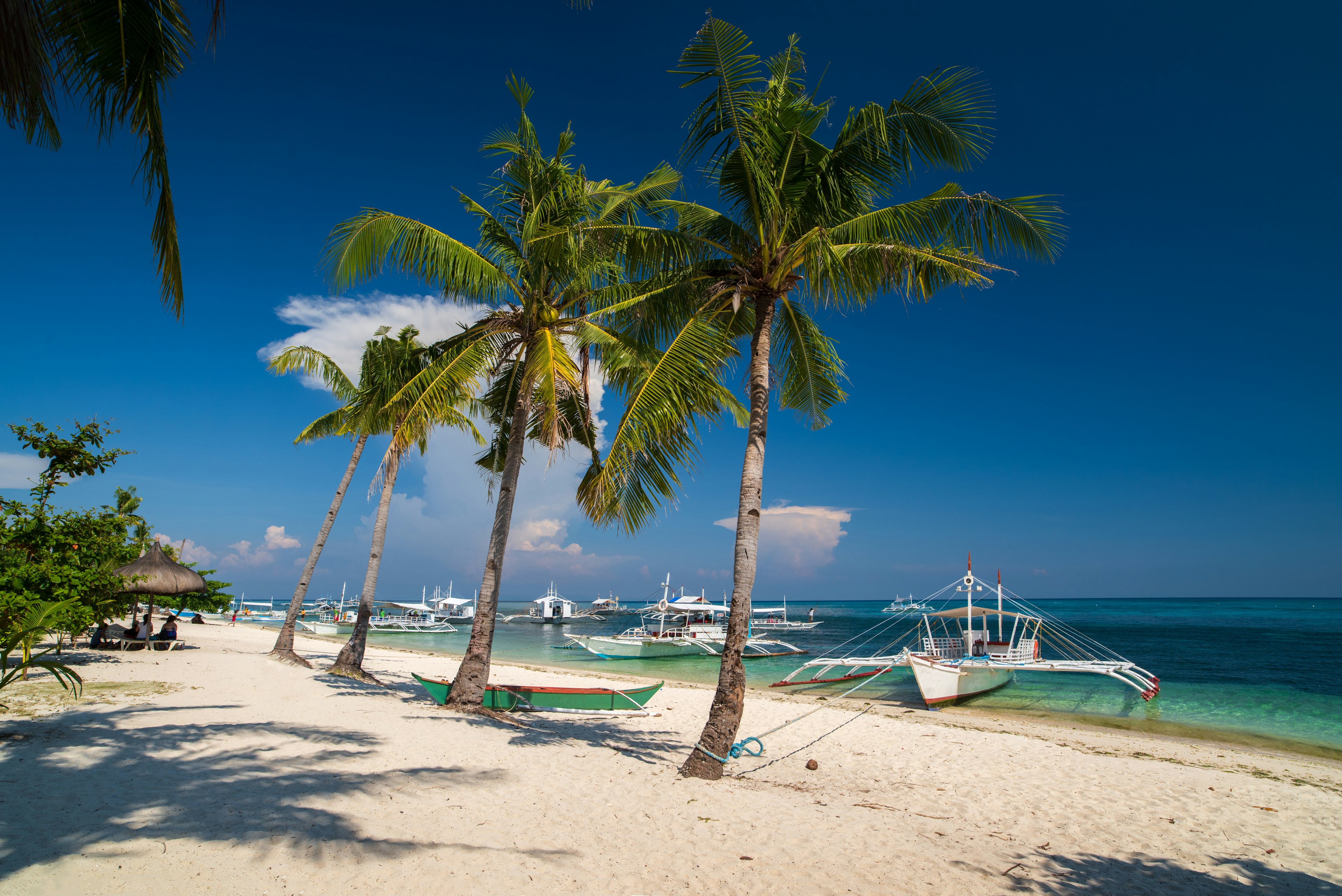 A palm-lined beach