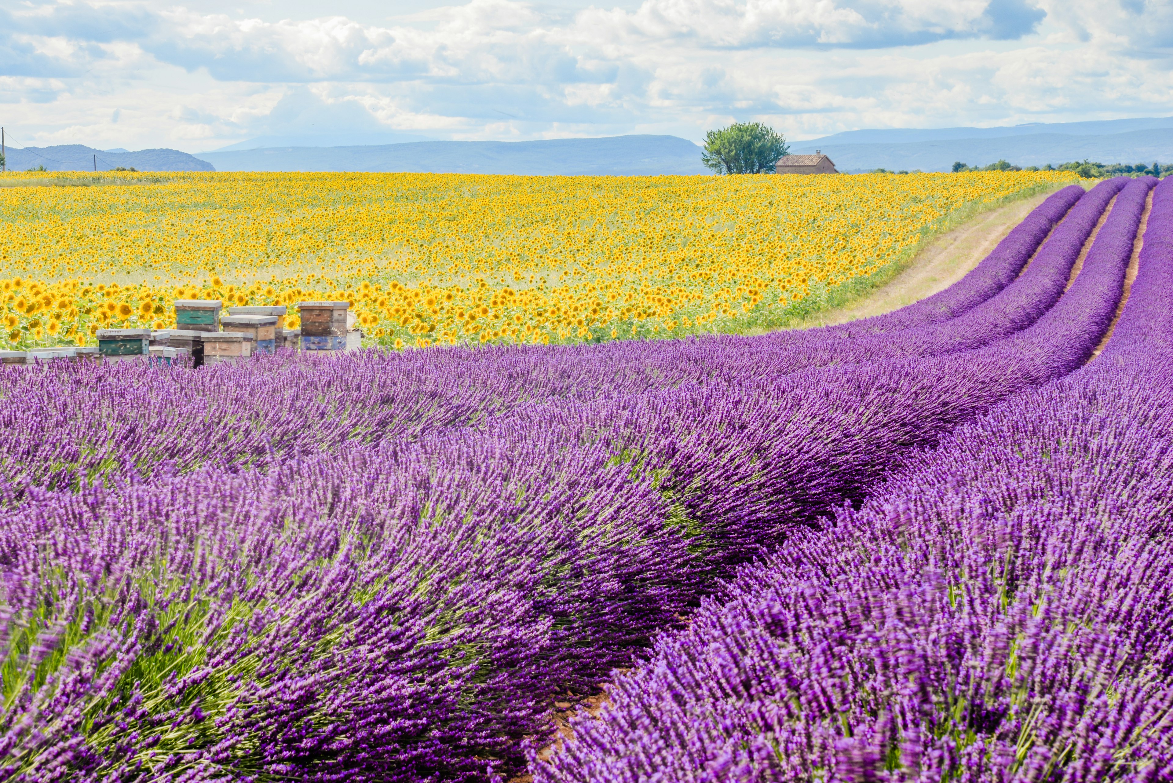 Lavender and sunflower field.