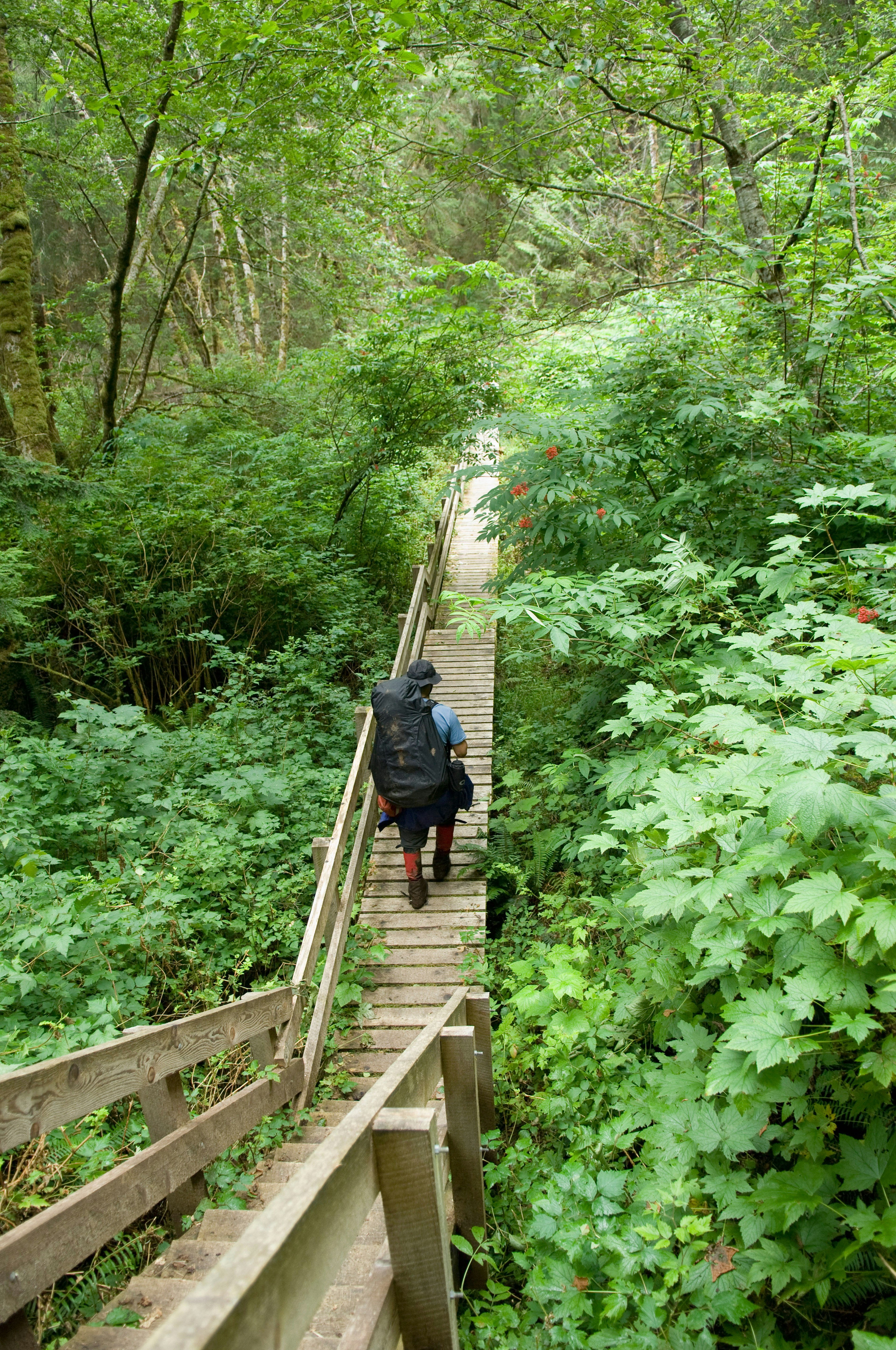 Man Walking on Boardwalk through Forest, West Coast Trail, British Columbia, Canada