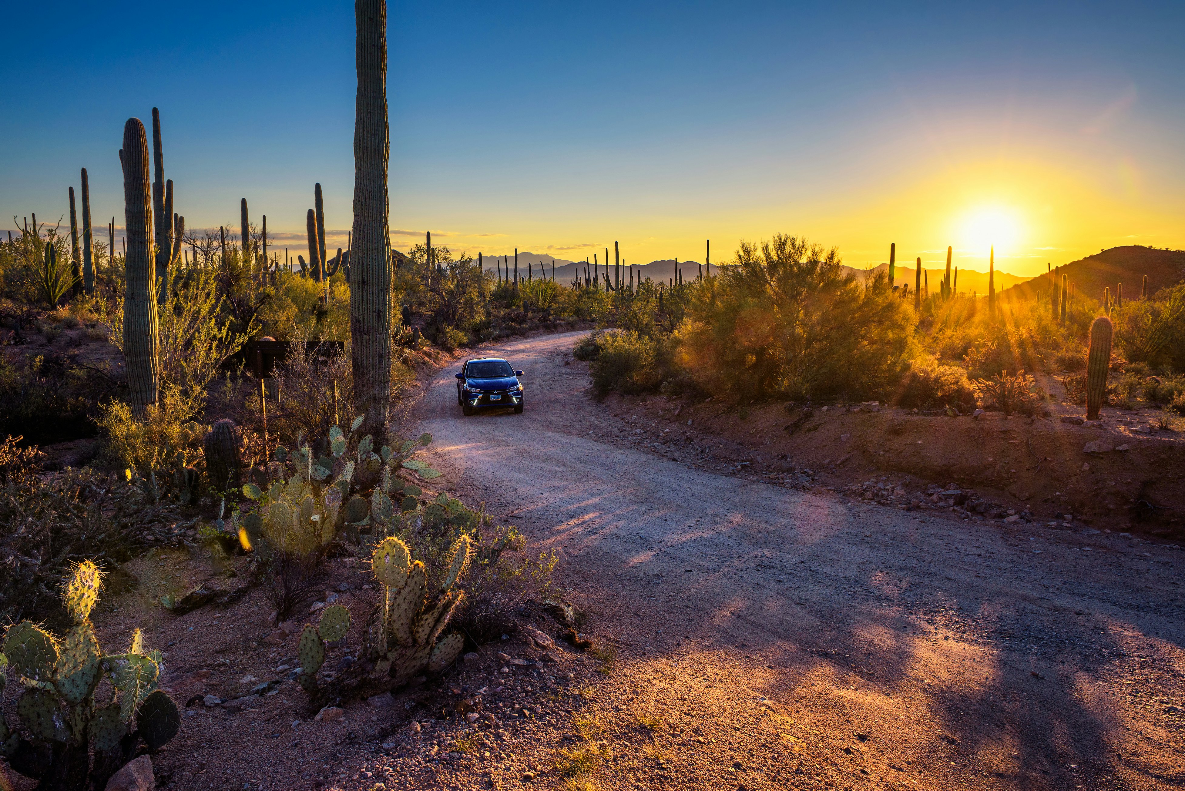 A car drives down a dirt track through a field of catci at sunset