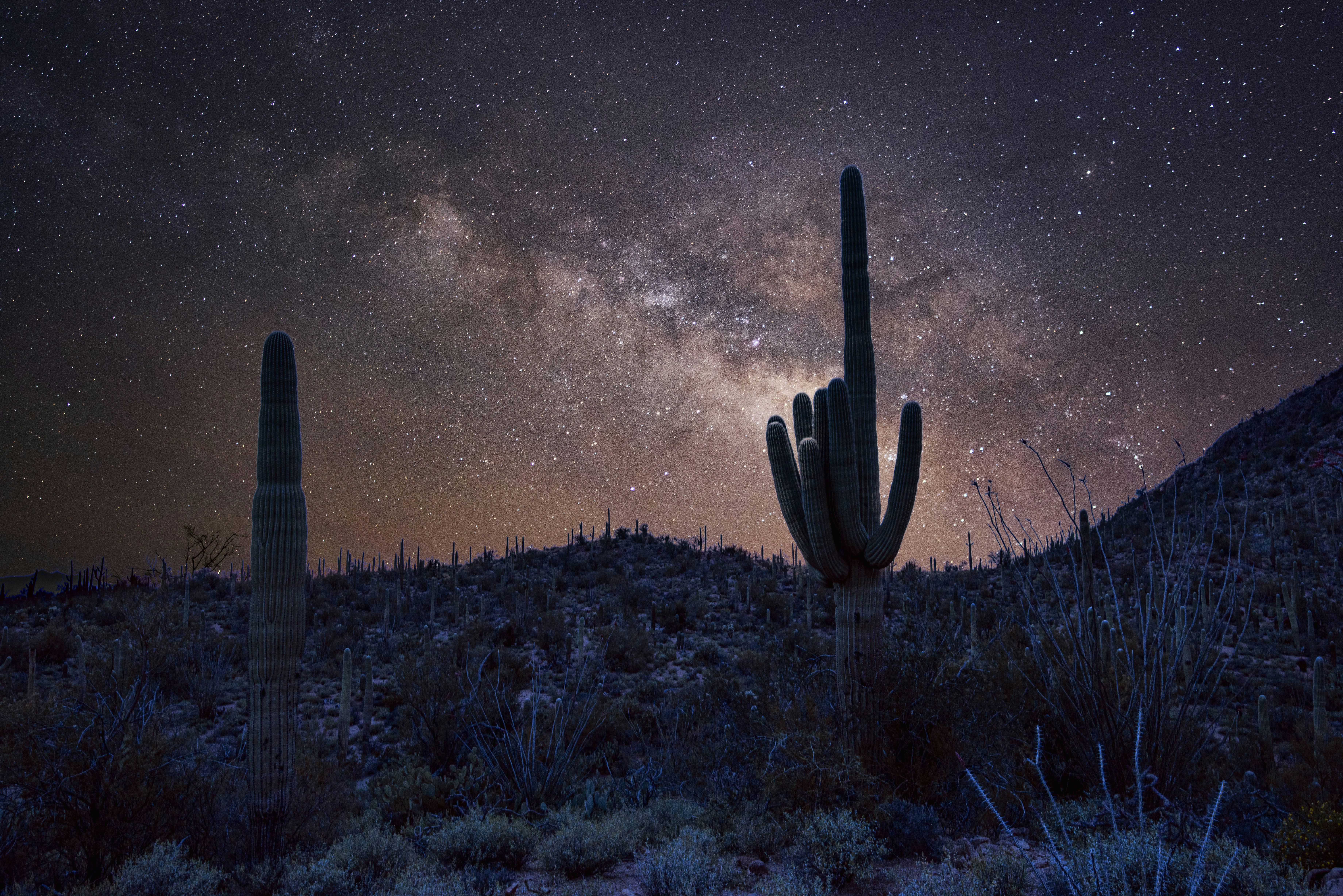 Saguaro cactus at night with a sweep of stars covering the sky