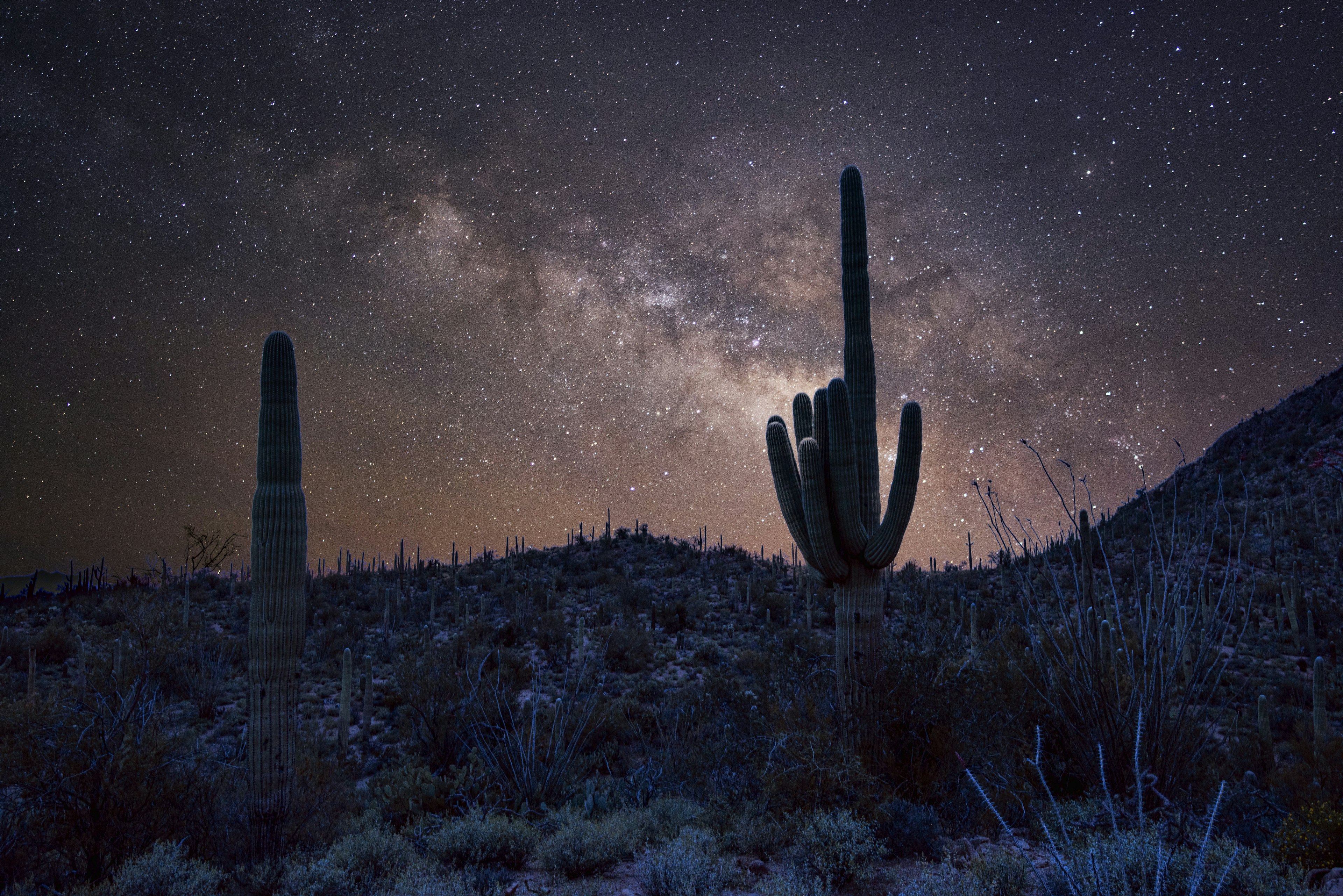 Saguaro cactus at night with a sweep of stars covering the sky