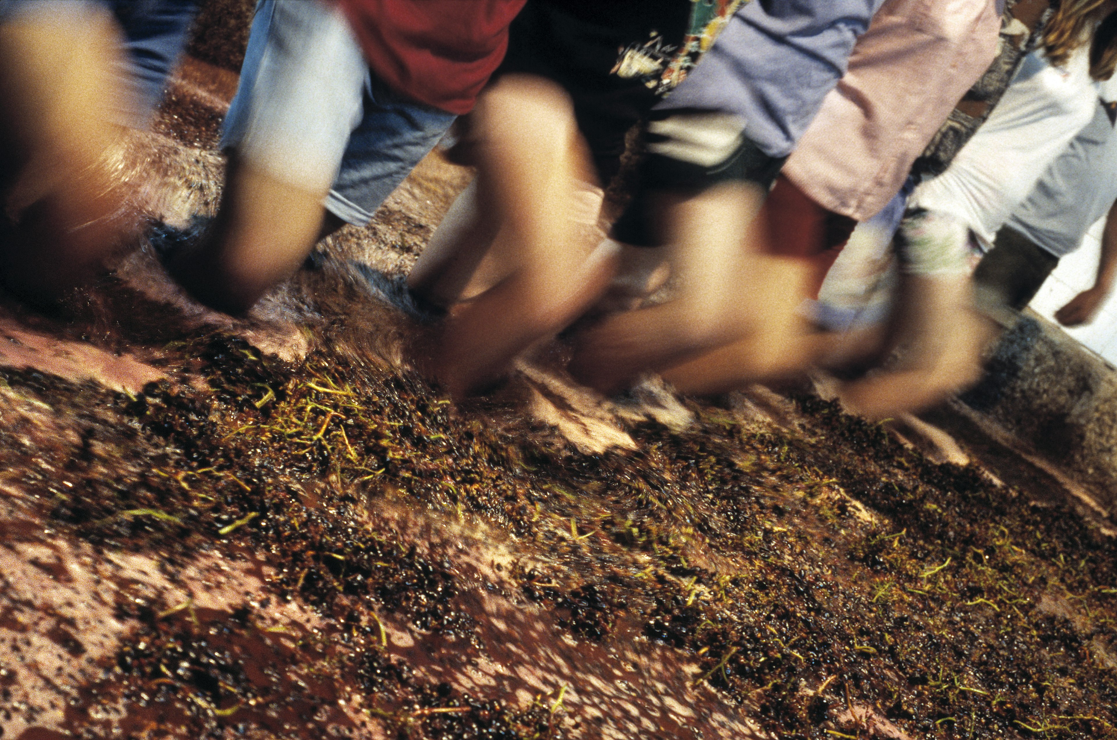 Harvest workers tread port grapes using their bare feet in a traditional stone lagar, Douro Valley, Portugal