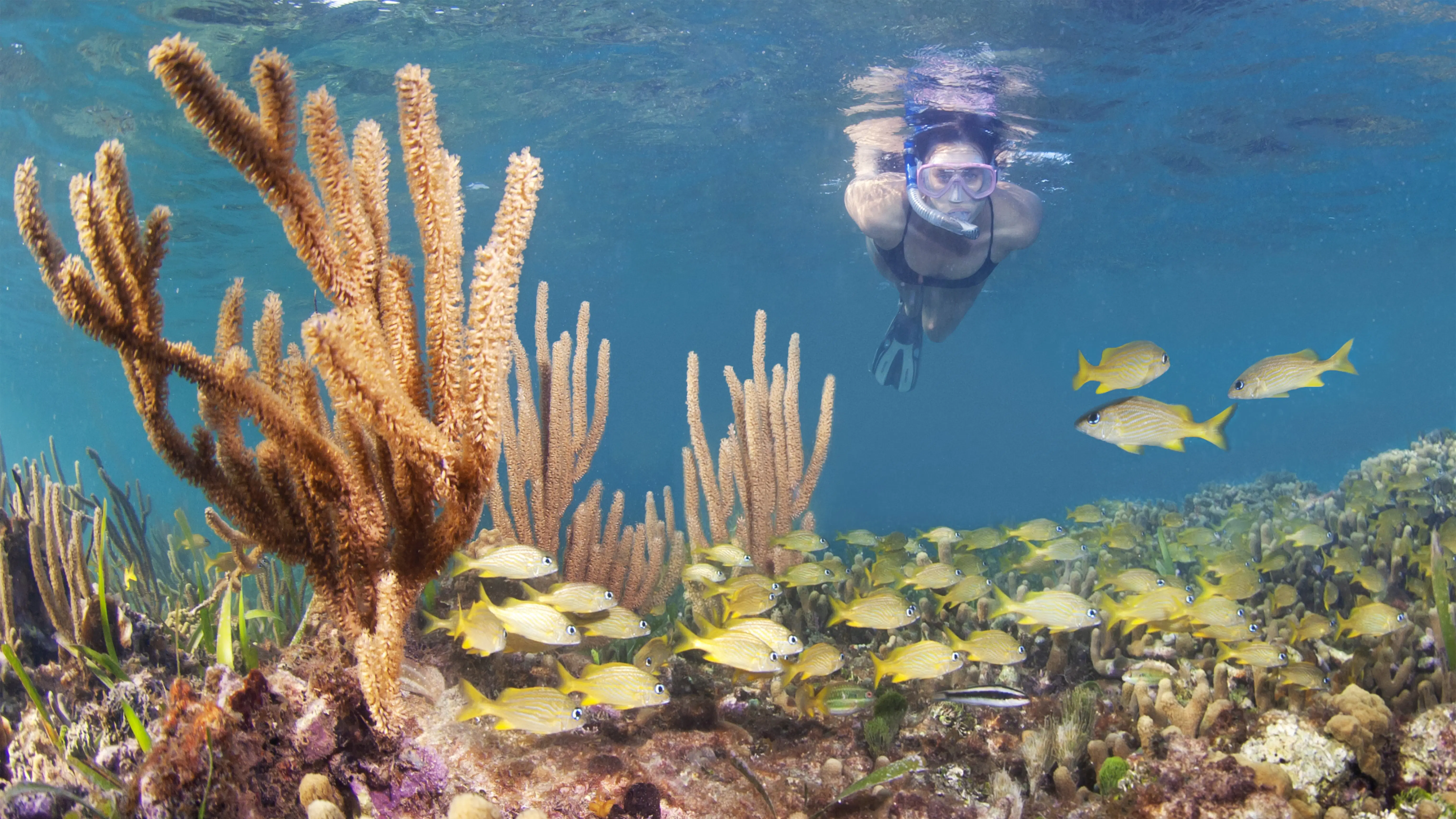 Places to snorkel near me