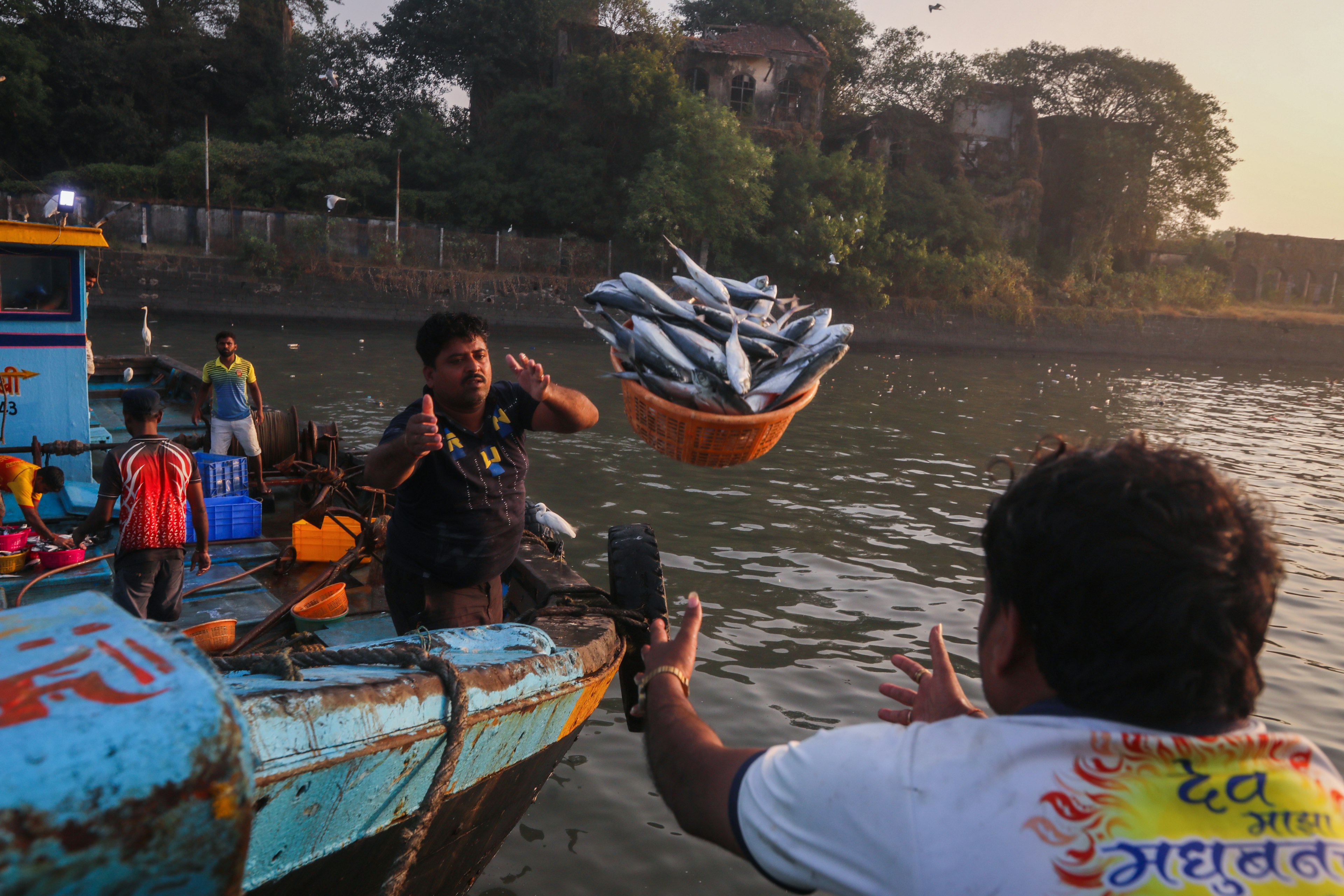 A fisherman in a boat is throwing a basket filled with fish at a waterside market in Mumbai, India