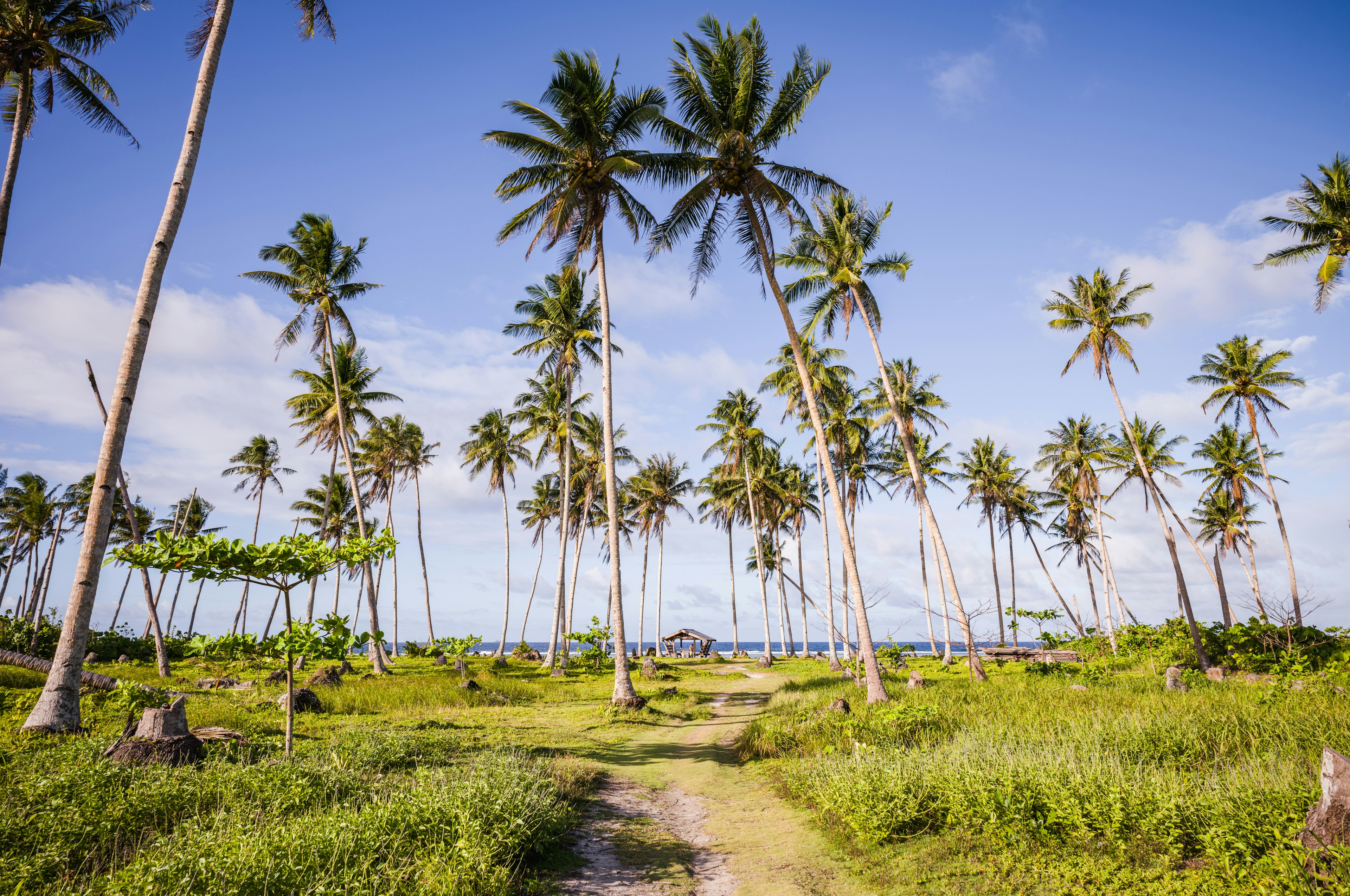 A pathway leading through palm trees to a beach