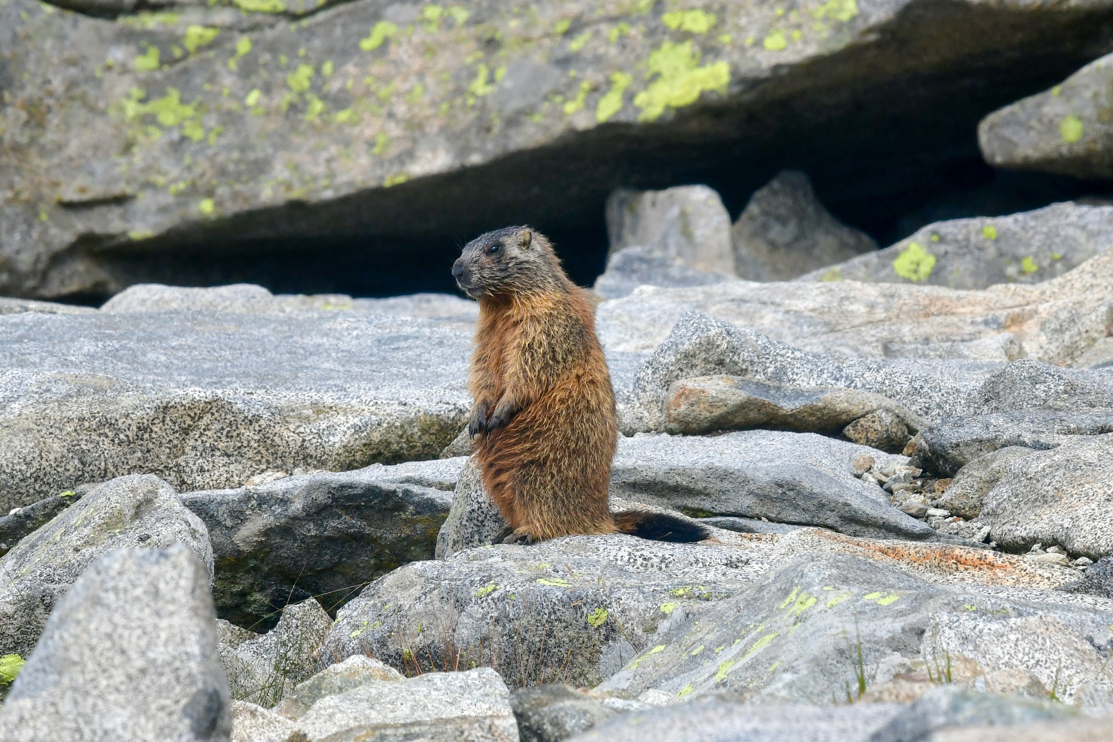 A brown marmot stands up on a ledge of rocks, some covered in moss