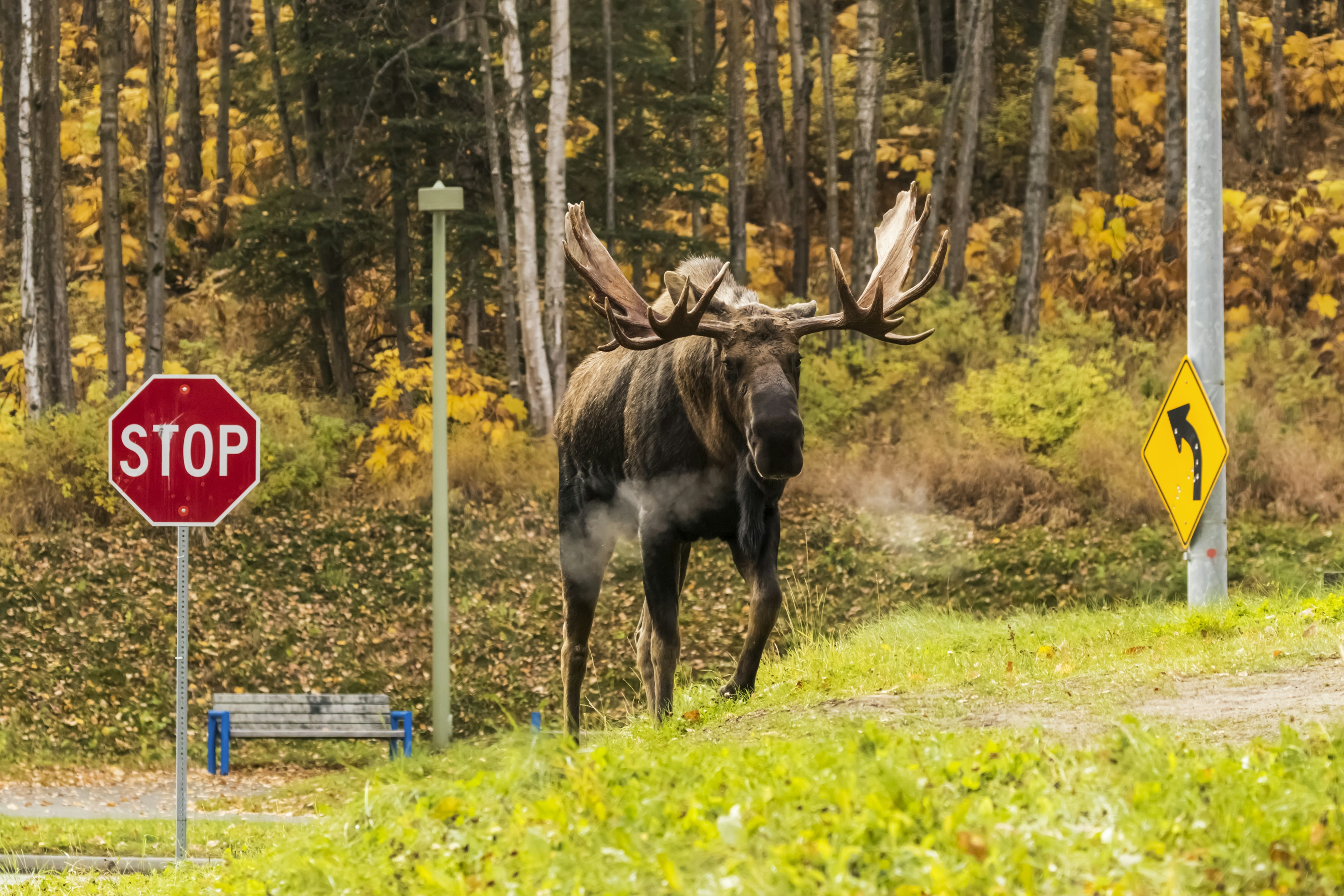 Bull moose with antlers at the entrance to Kincaid Park, South-central Alaska