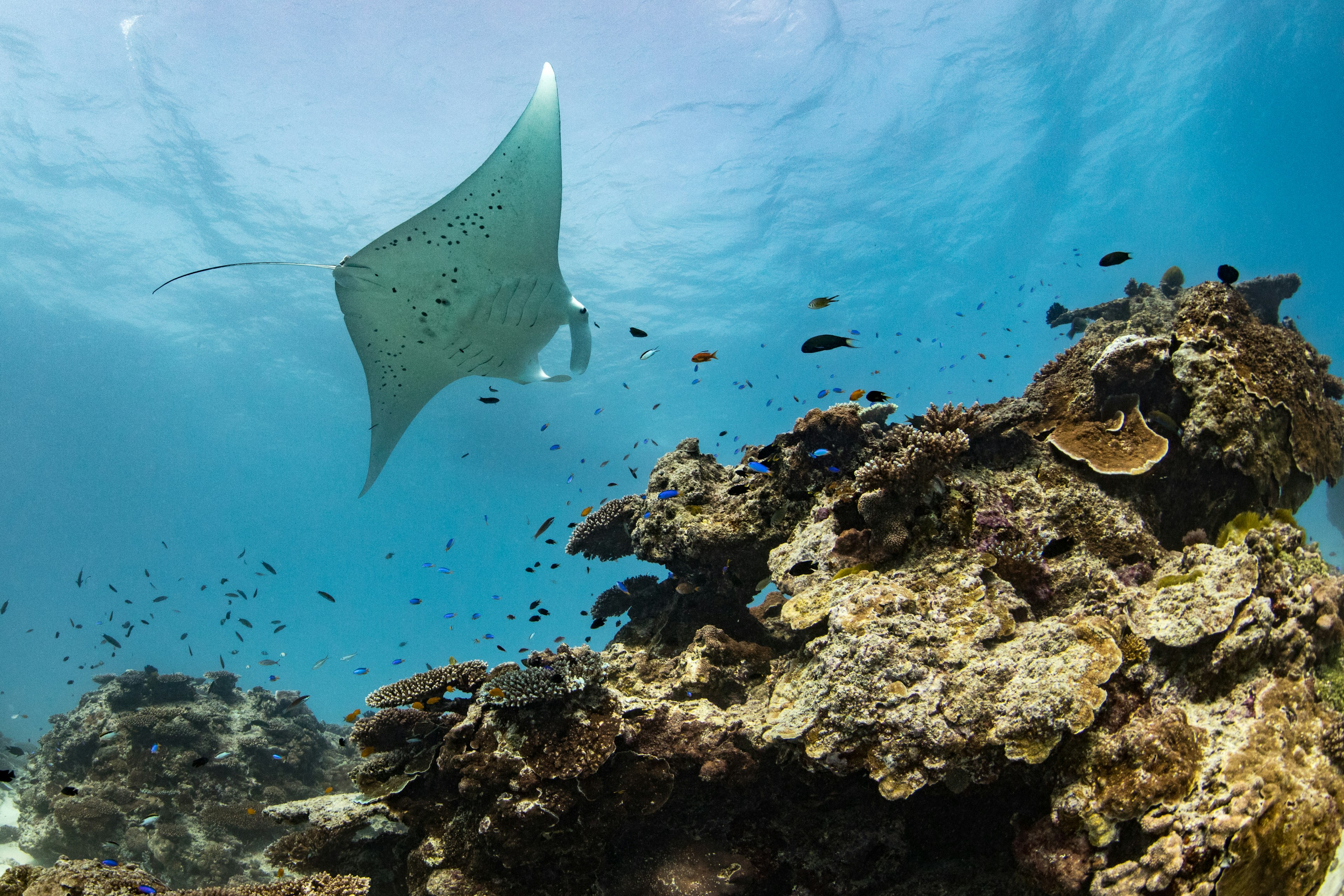 A manta ray soars over a coral reef