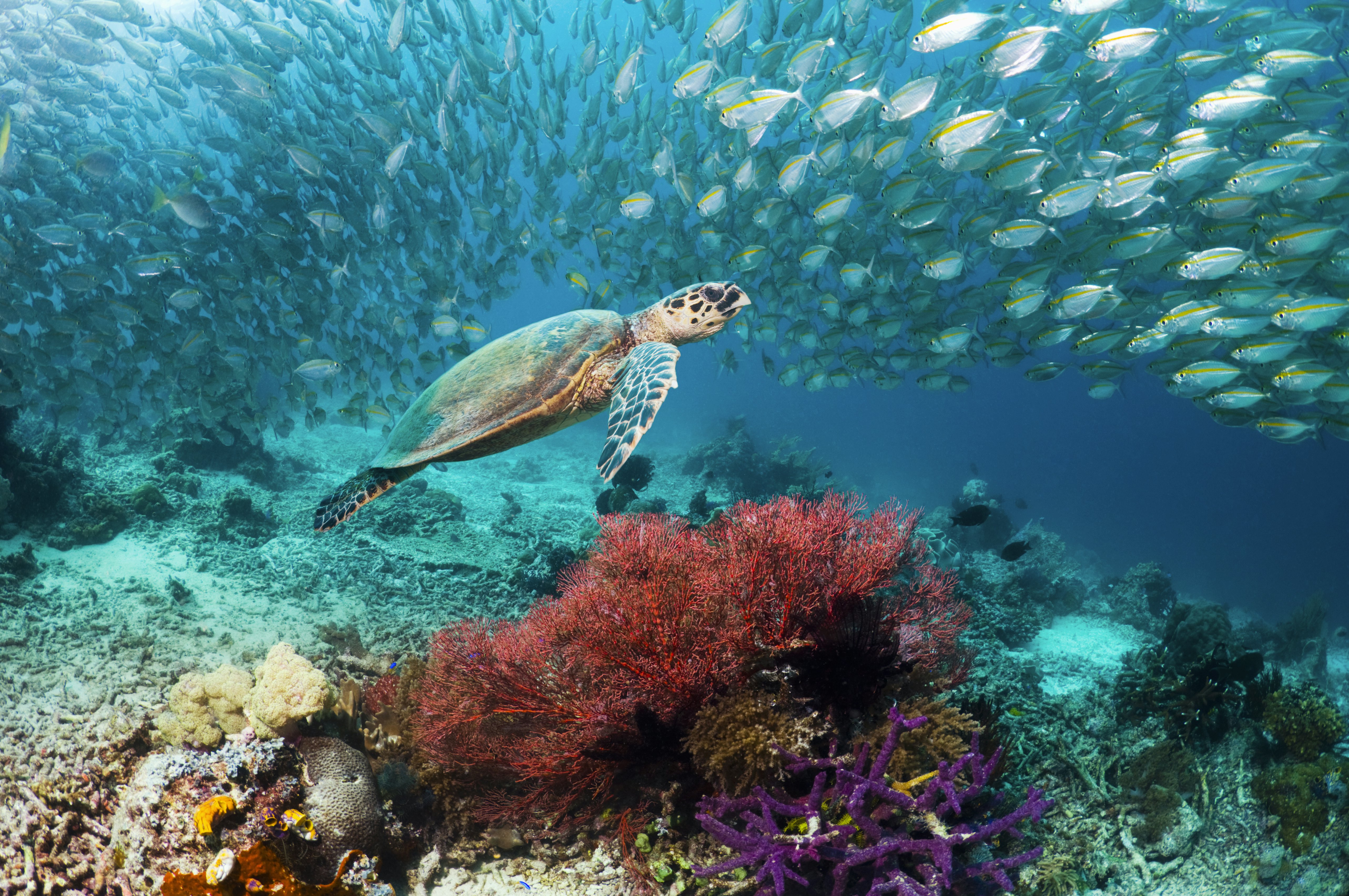 A hawksbill turtle swimming over a coral reef