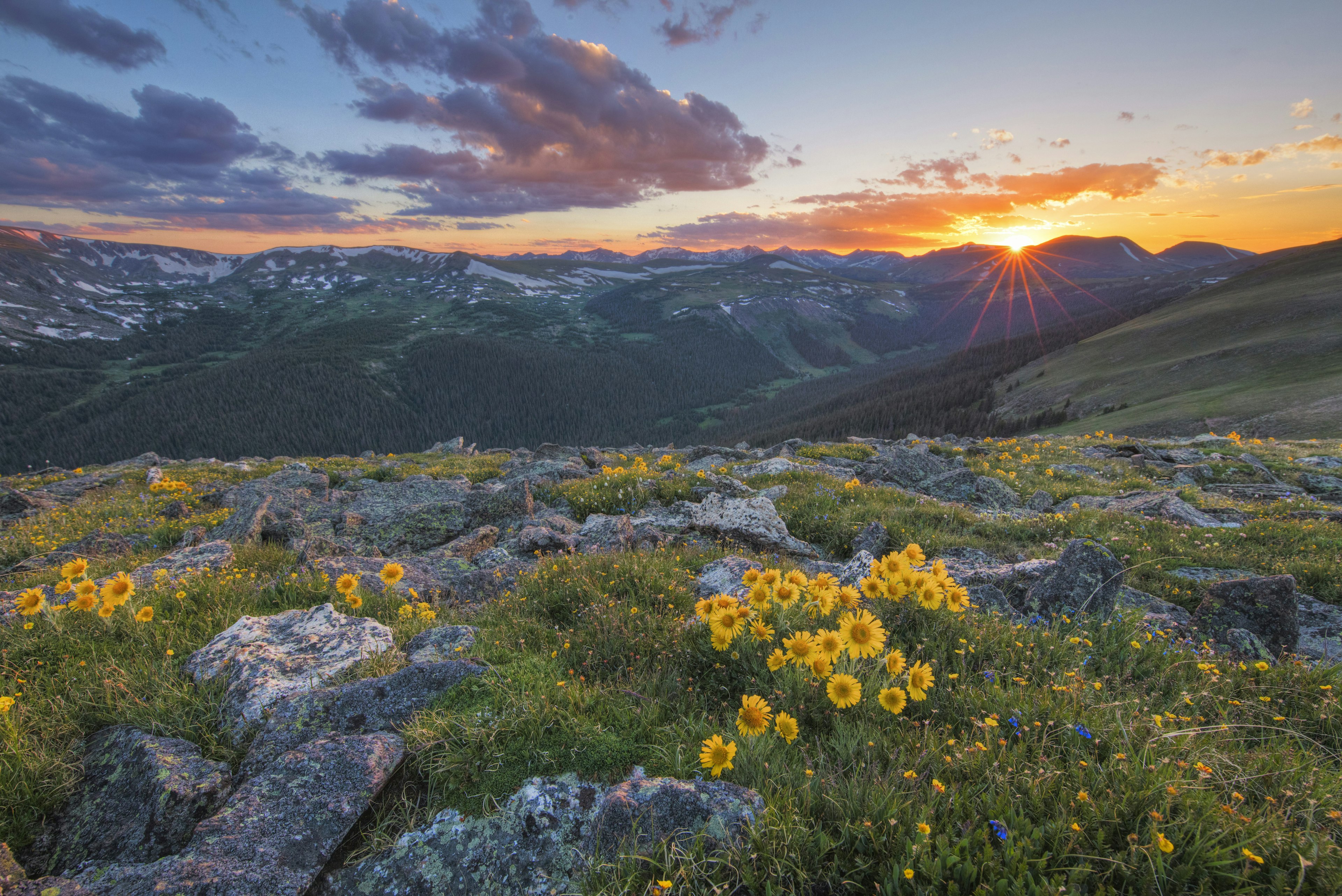 Rocky Mountain wildflowers in Colorado during sunset.