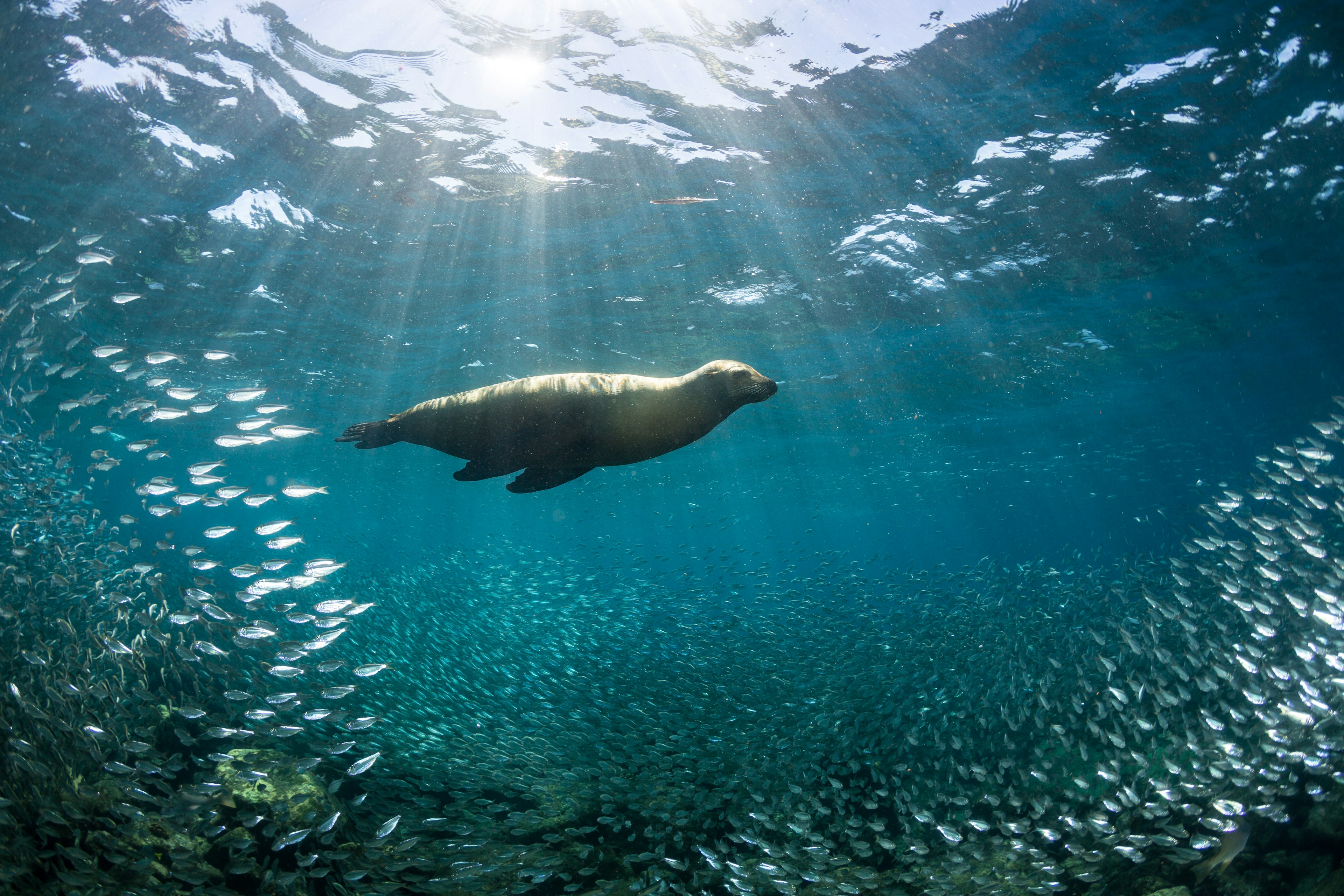 A sea lion (Zalophus californianus) swims above baitfish at the Los Islotes sea lion colony near La Paz.