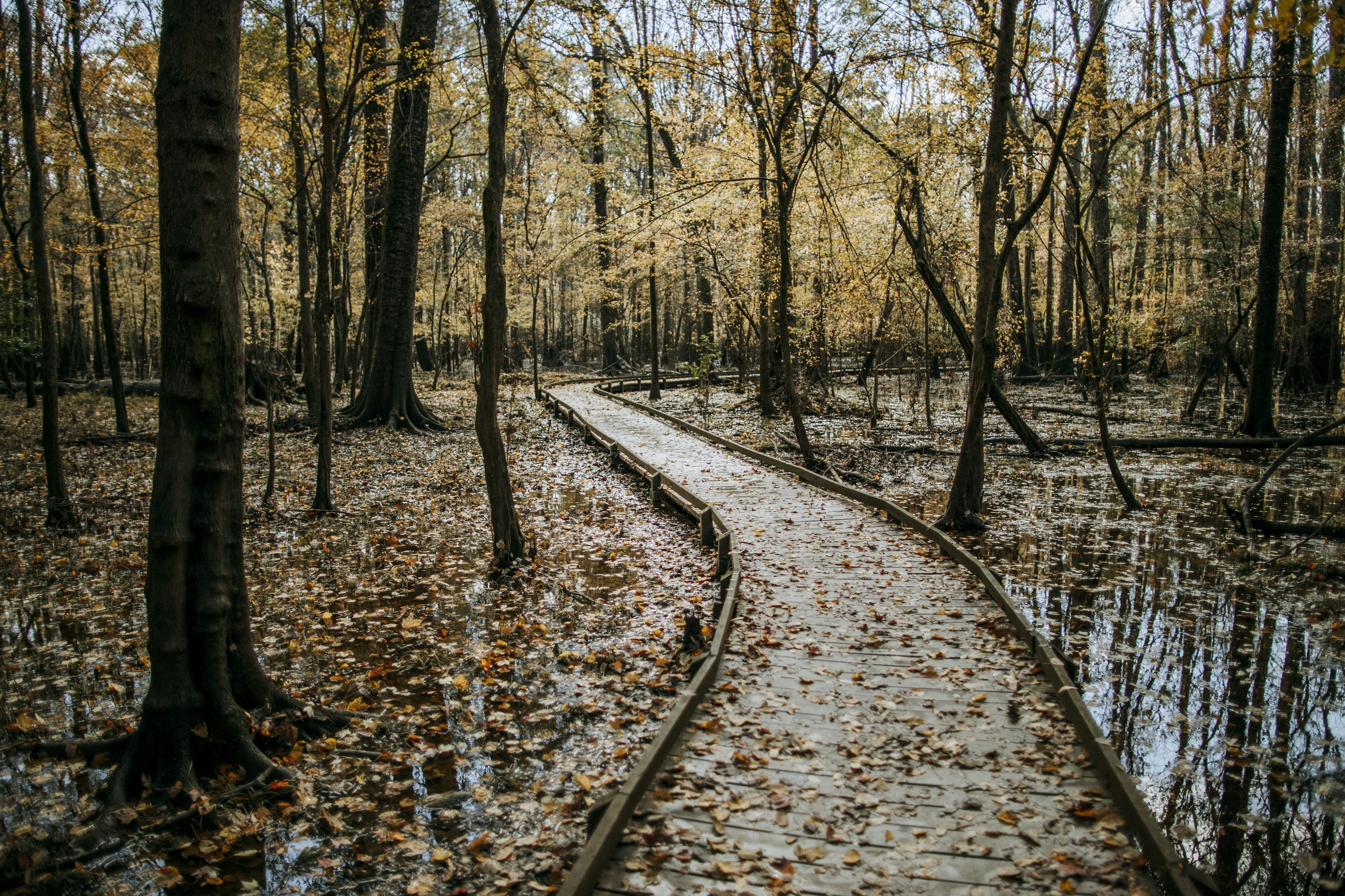 A boardwalk through the swamps of Congaree National Park during the fall.