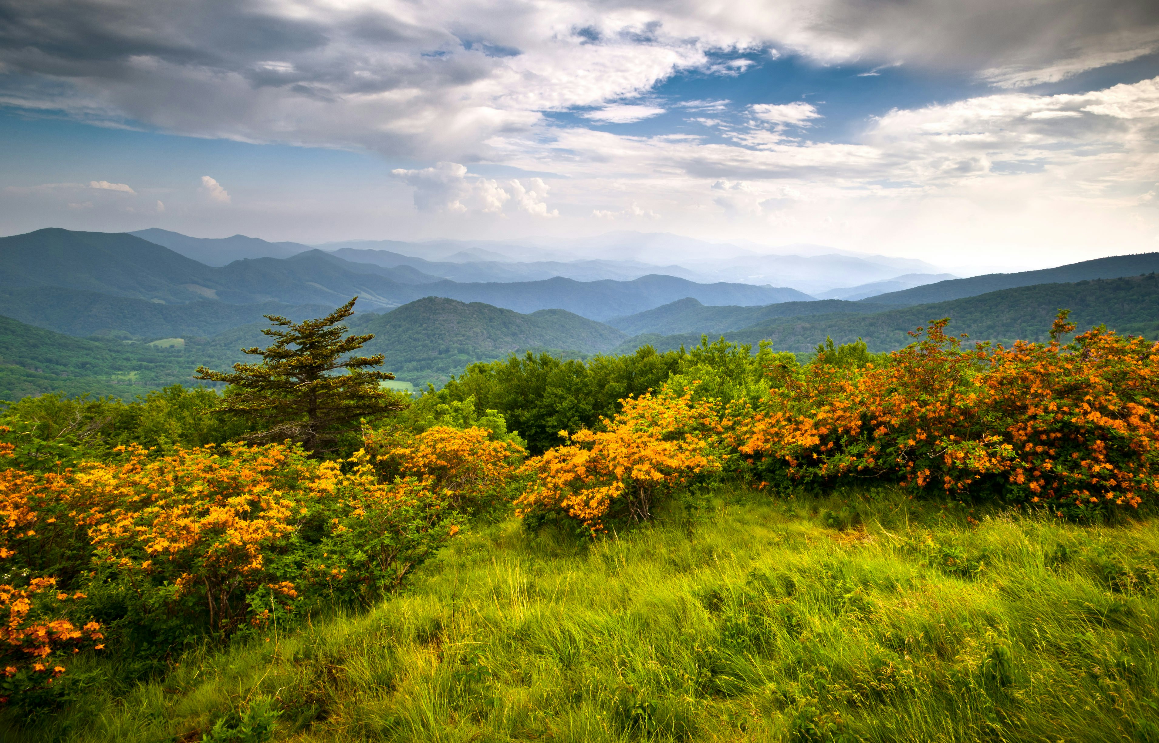 Flame azalea blooms in fields that give way to a series of mountains tinged blue in color