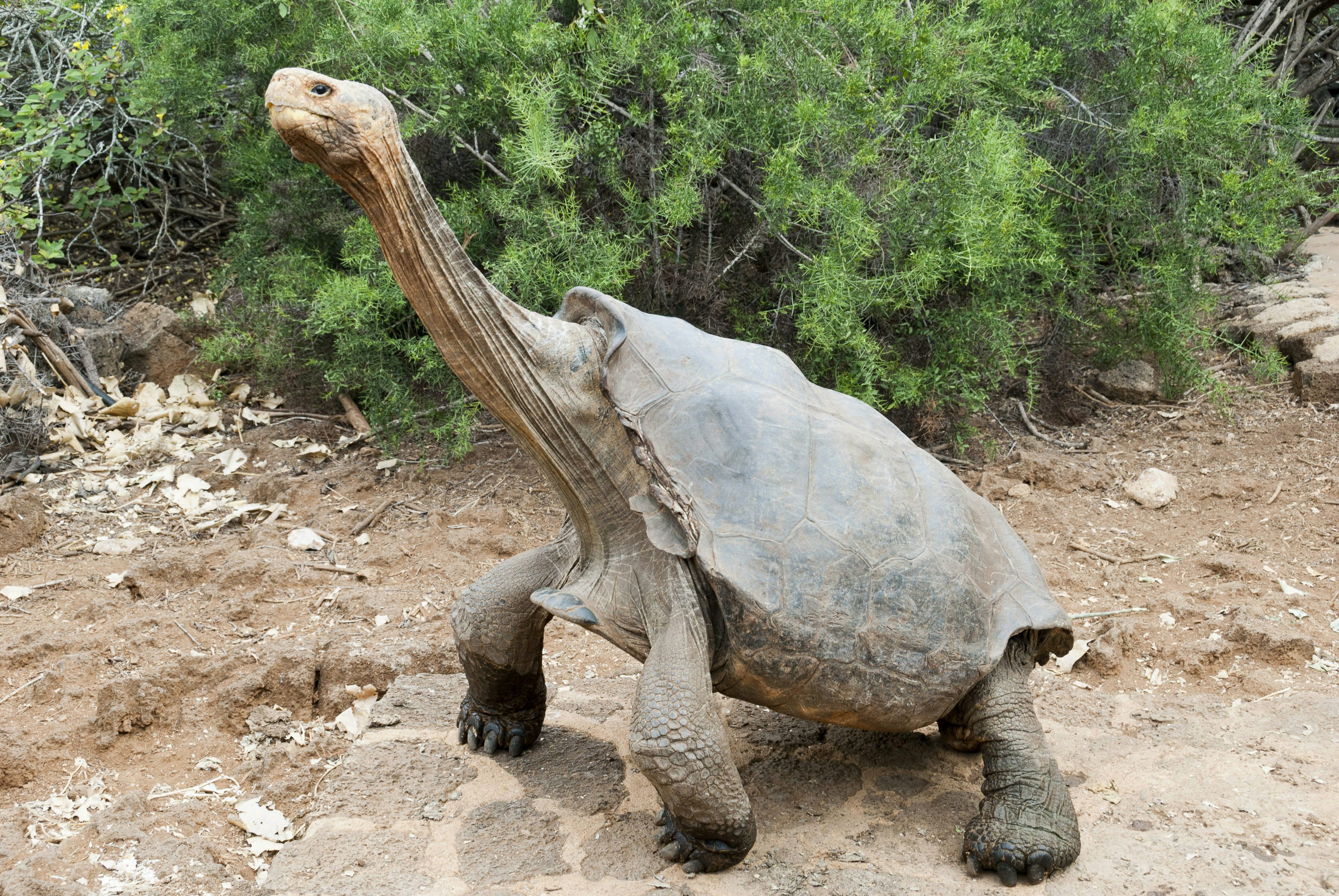 A giant Galápagos tortoise walking along a dirt path cranes its long neck