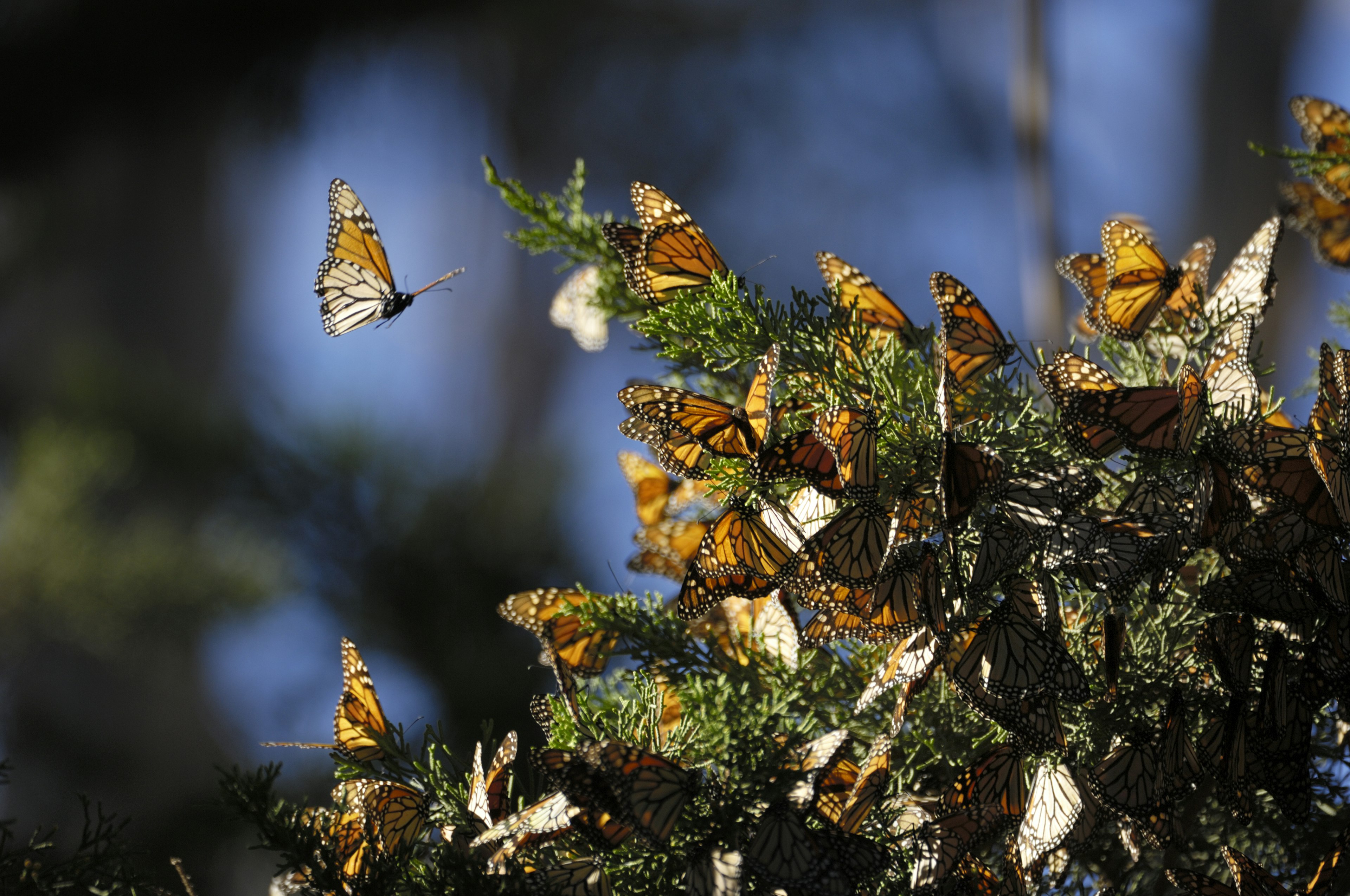 Close-up of many Monarch Butterflies (Danaus plexippus) on a branch in Santa Cruz.