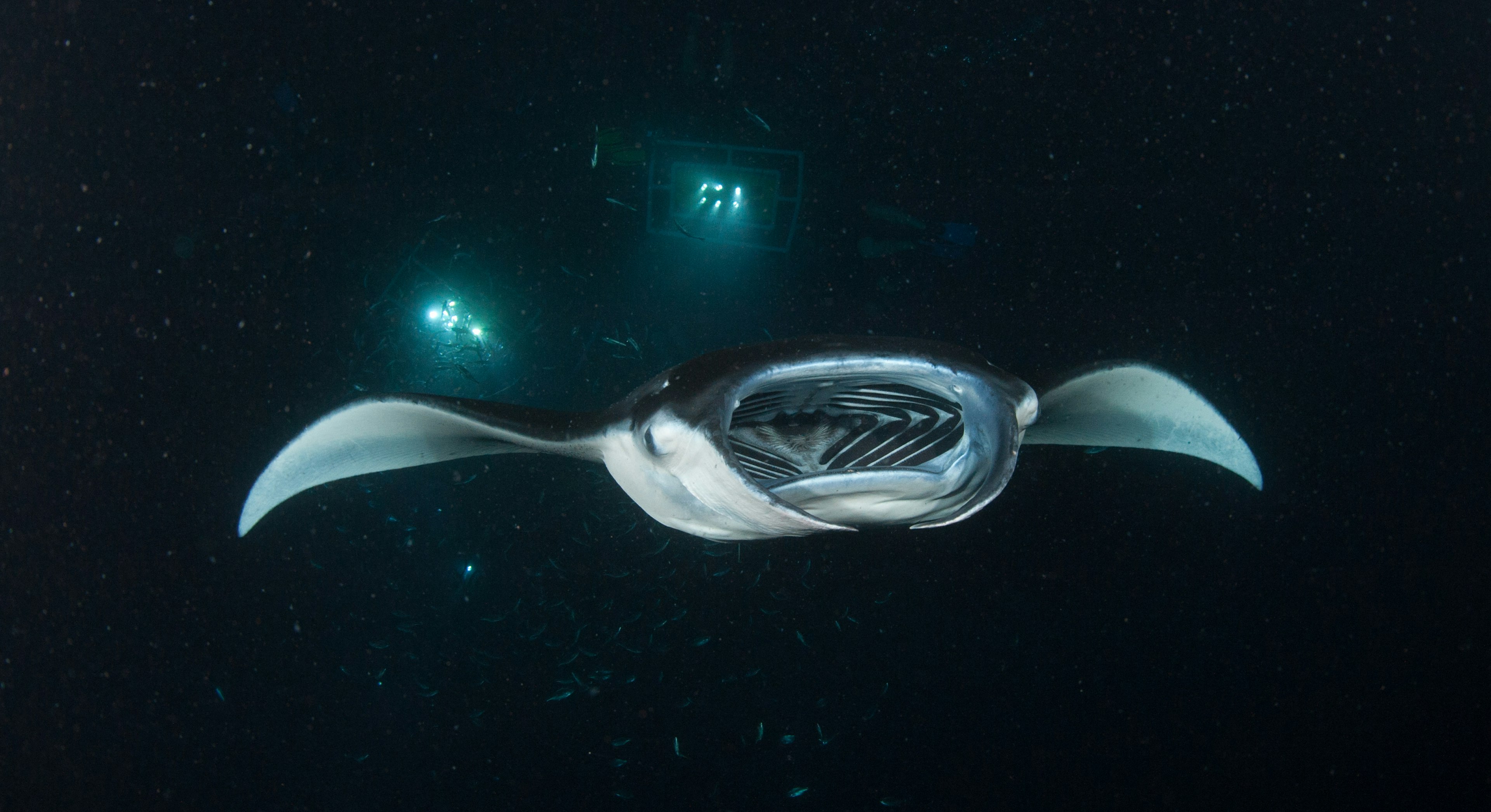 A manta ray during a night dive from Kona.