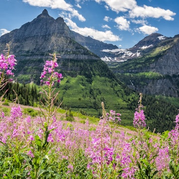 The Garden Wall with flowers and rocky mountains in Glacier National Park.
487522016
Mount Reynolds, Wildflower, Travel, British Columbia Glacier National Park, Non-Urban Scene, No People, Beauty In Nature, Natural Parkland, Pine Tree, Coniferous Tree, Hanging, Scenics, Idyllic, Tranquil Scene, Multi Colored, Blue, Nature, Outdoors, Horizontal, Hiking, Montana, Western USA, USA, Evergreen Tree, Tree, Bouquet, Flower, Plant, Summer, Season, Mountain Range, Mountain, Landscape, US Glacier National Park, National Park, Sky, Glacier, Snow, Park - Man Made Space, Garden Wall - US Glacier National Park, Uncultivated, Scenics - Nature, British Columbia, Pinaceae, Landscape - Scenery, Montana - Western USA, Photography, 2015, Public Park