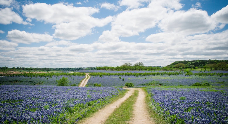 A Texas Hill Country field covered in bluebonnets.
493978566
2015; Flower; Flower Head; Footpath; Photography; Austin - Texas; Blue; Bluebonnet; Day; Dirt Road; Driving Path; Lake Travis; Majestic; Outdoors; Texas; Texas Bluebonnet; Texas Hill Country; Trail; Trail - British Columbia; Gulf Coast States; Hill; Nature; Travis County; Tree; Horizontal; No People; Single Lane Road; Sky; Southern USA; Springtime; Sun; Sunlight; Sunny;