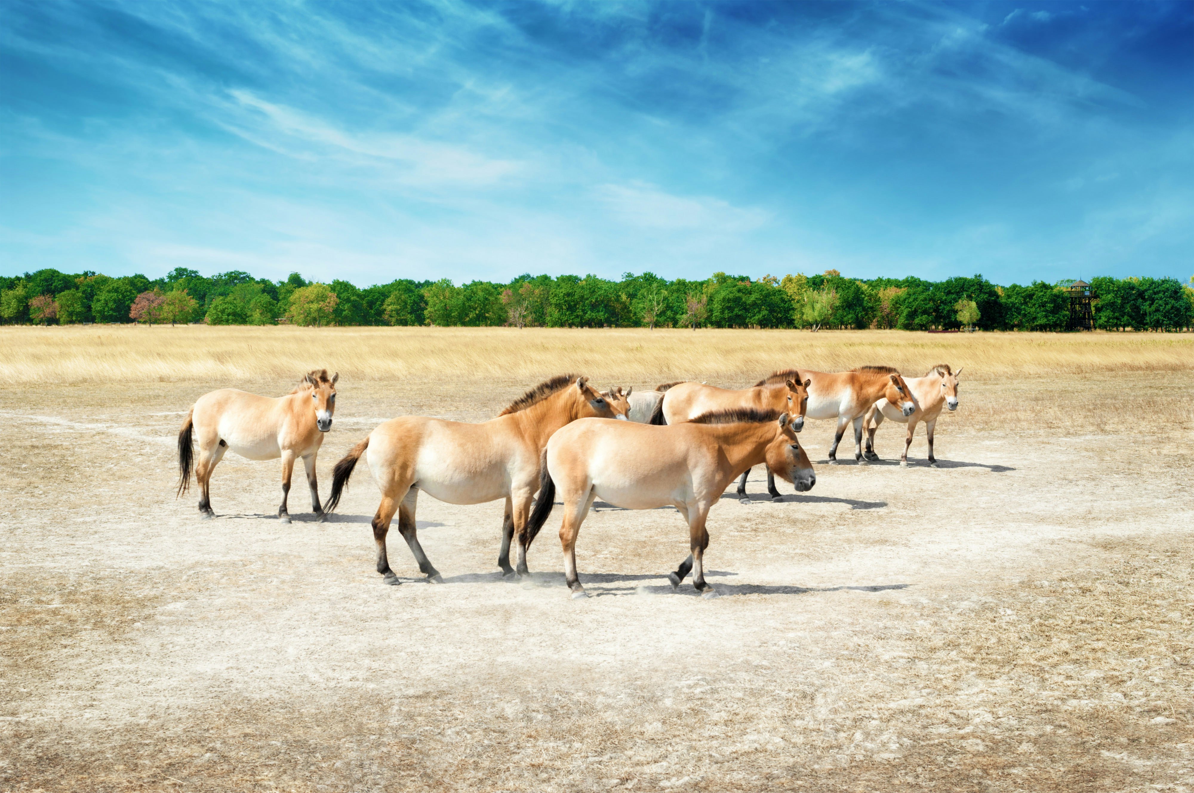 Przewalski's horses (Equus ferus przewalskii) in Hortobagy, Hungary.