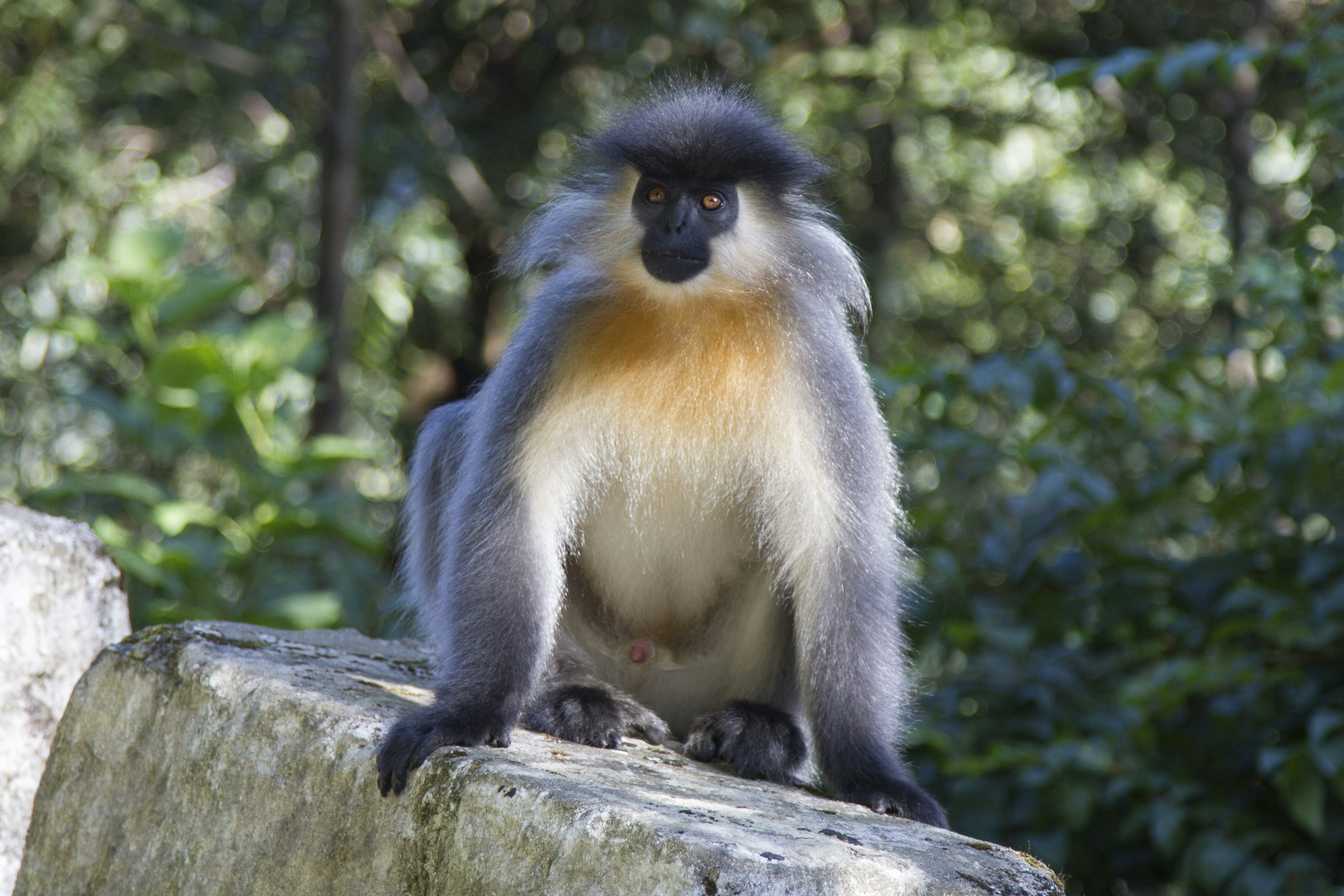 Golden langur monkey from Eastern Bhutan