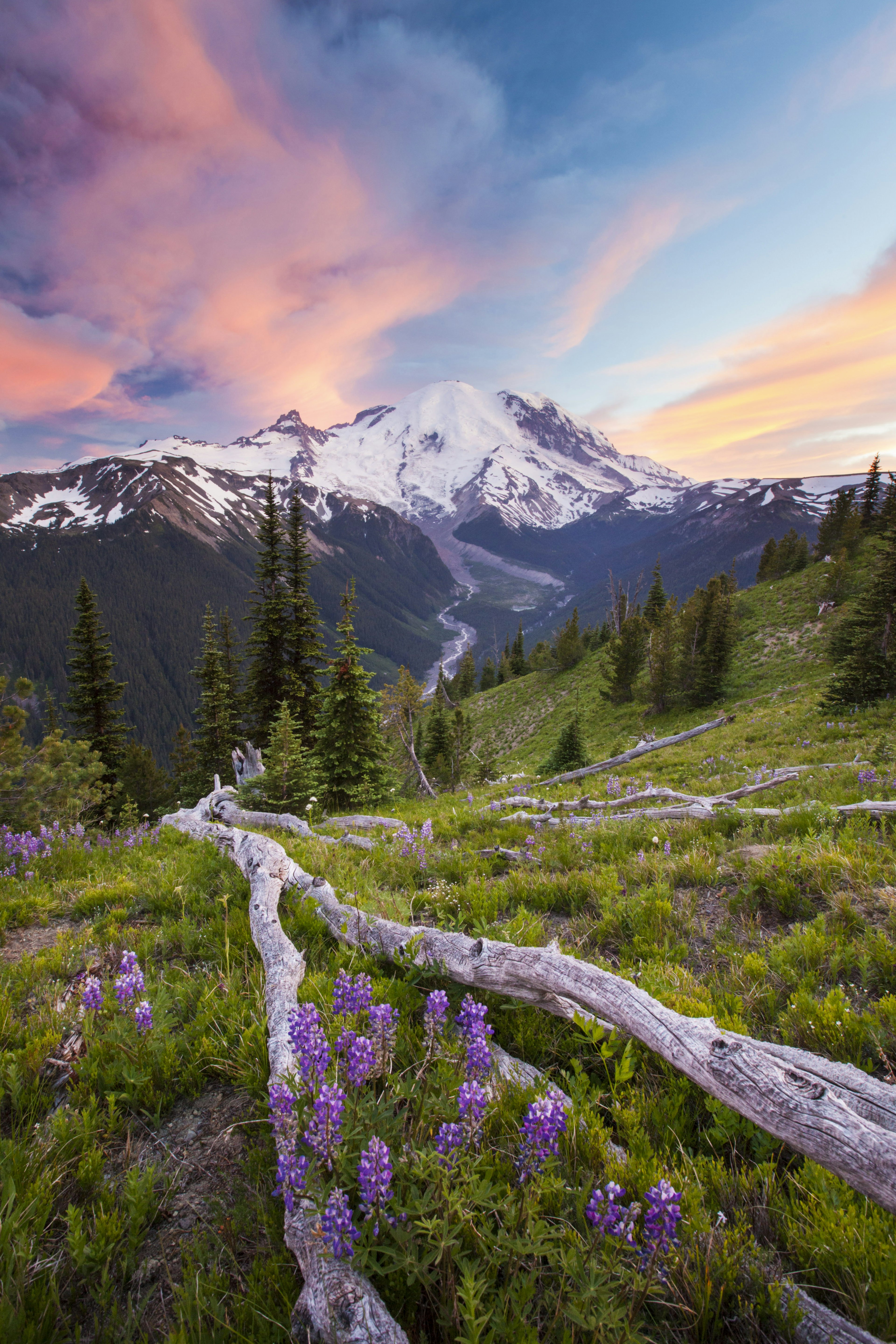 Purple lupin (Lupinus perennis) growing across the valley from Mount Ranier in Mount Ranier National Park.