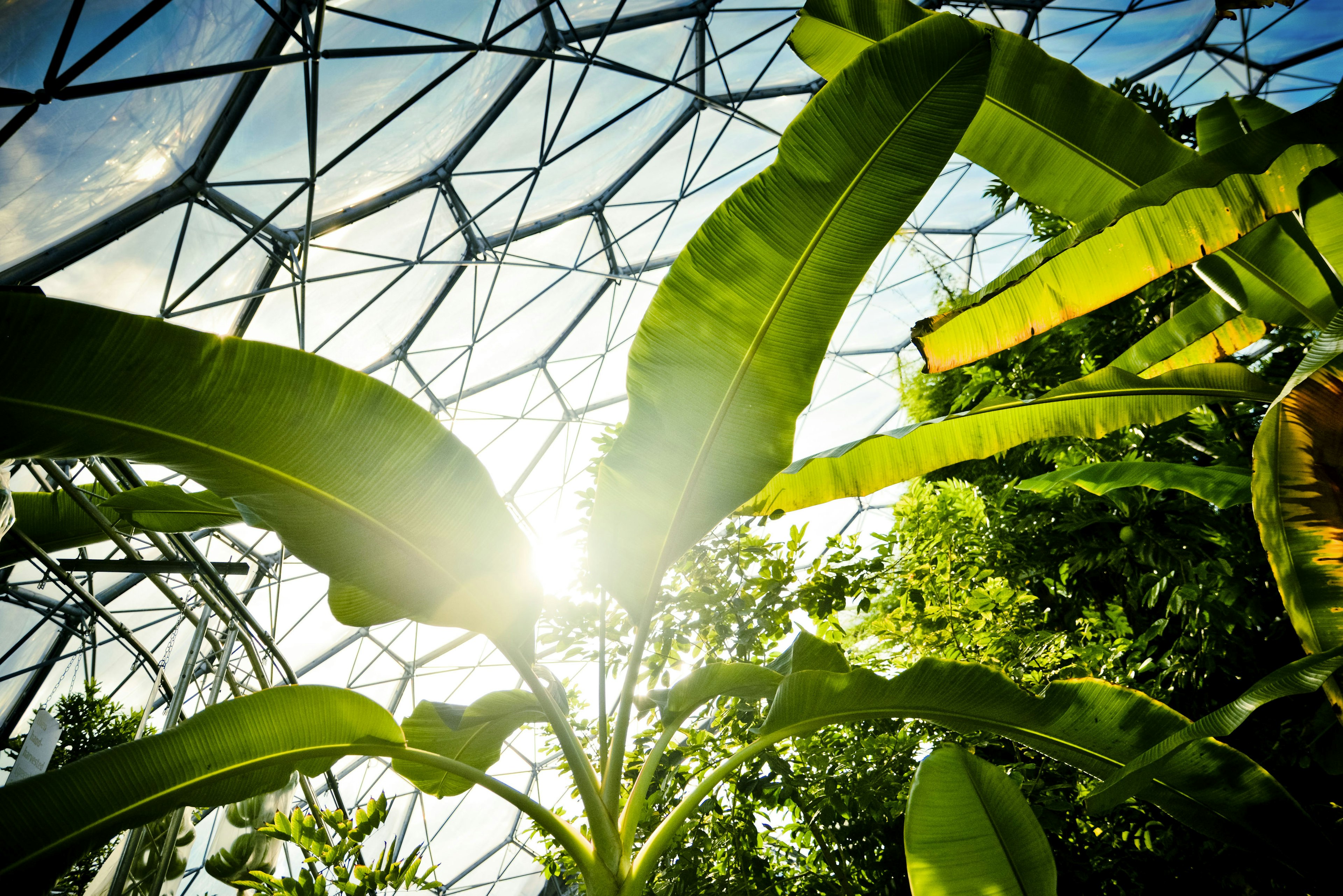 Huge, bright-green leaves and plant foliage reach up towards the geodesic glass roof at the Eden Project.