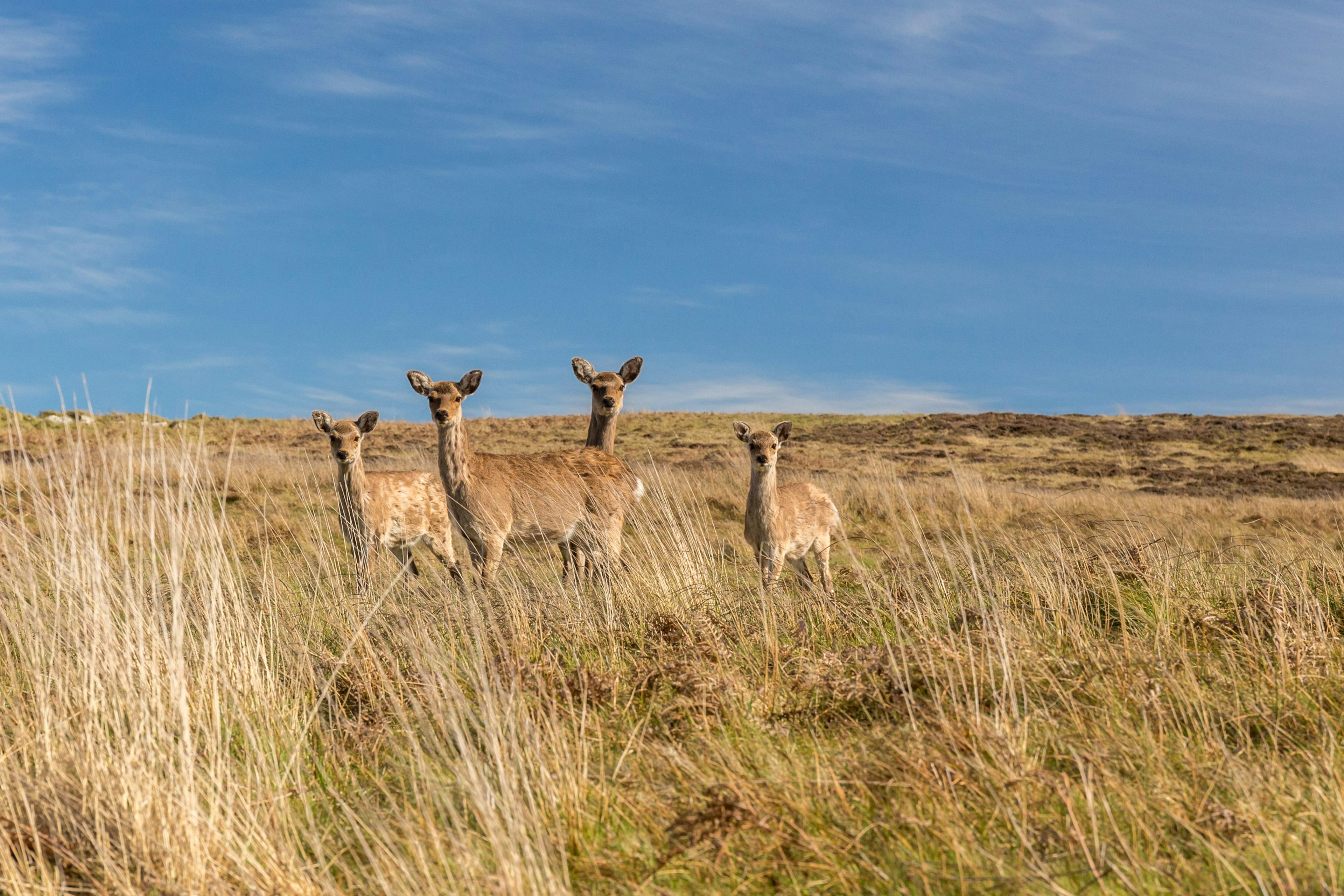 A group of (Japanese) sika deer standing in tall grass on Lundy Island.