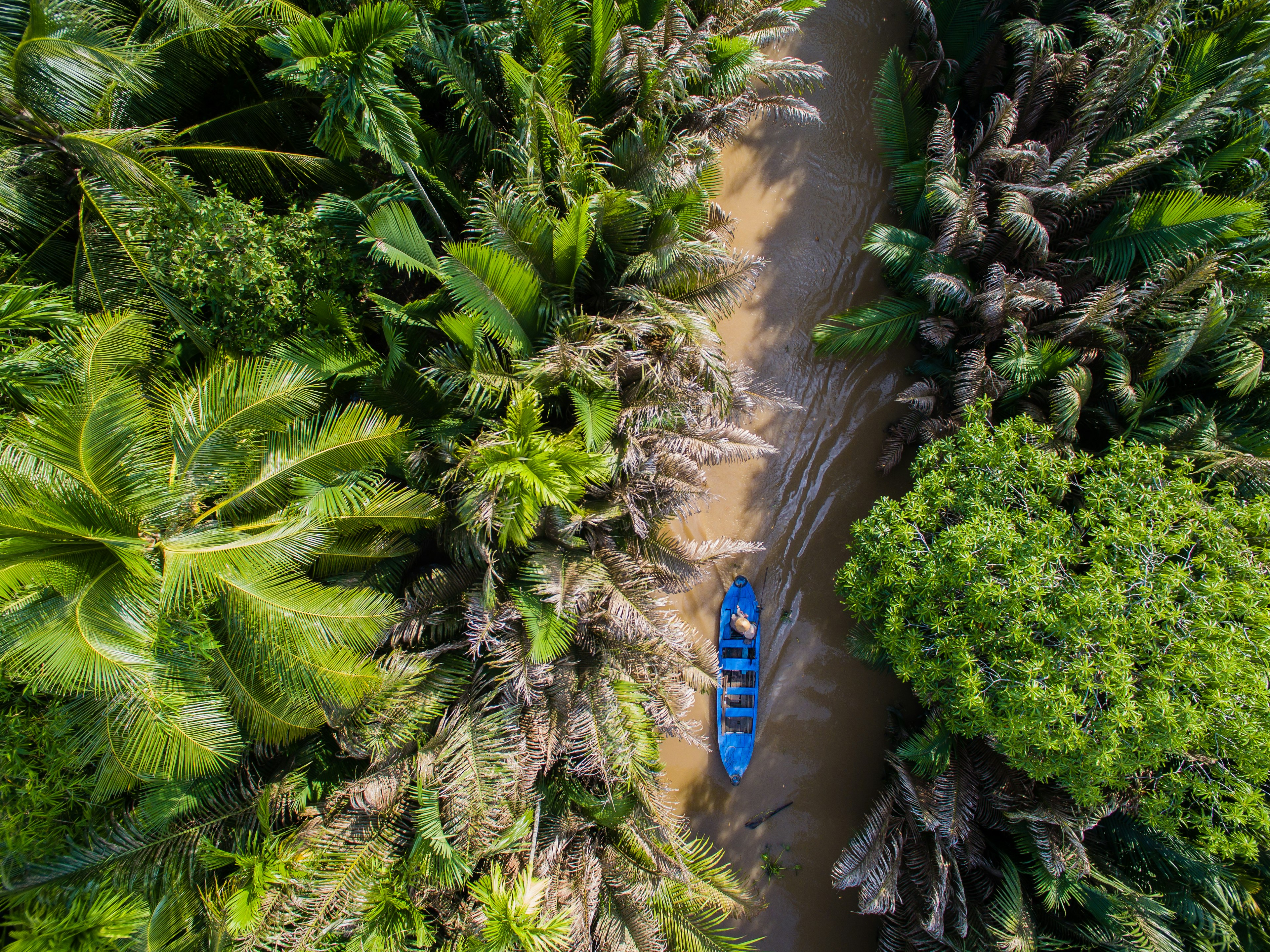 Aerial of a small blue boat heading downstream at a Coconut plantation in the Mekong Delta.