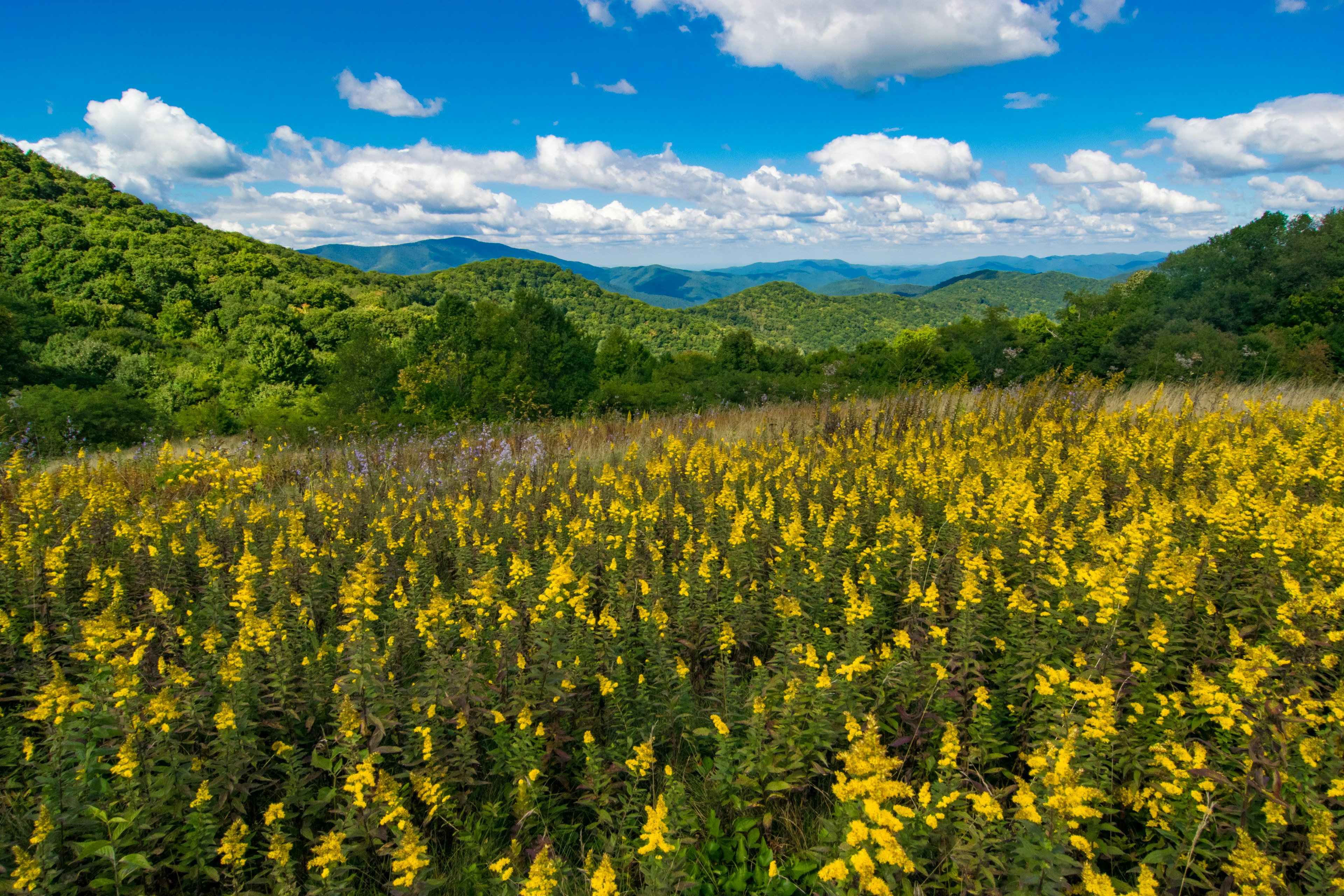 Yellow flowers with mountains in the distance in the Smoky Mountains near Maggie Valley.