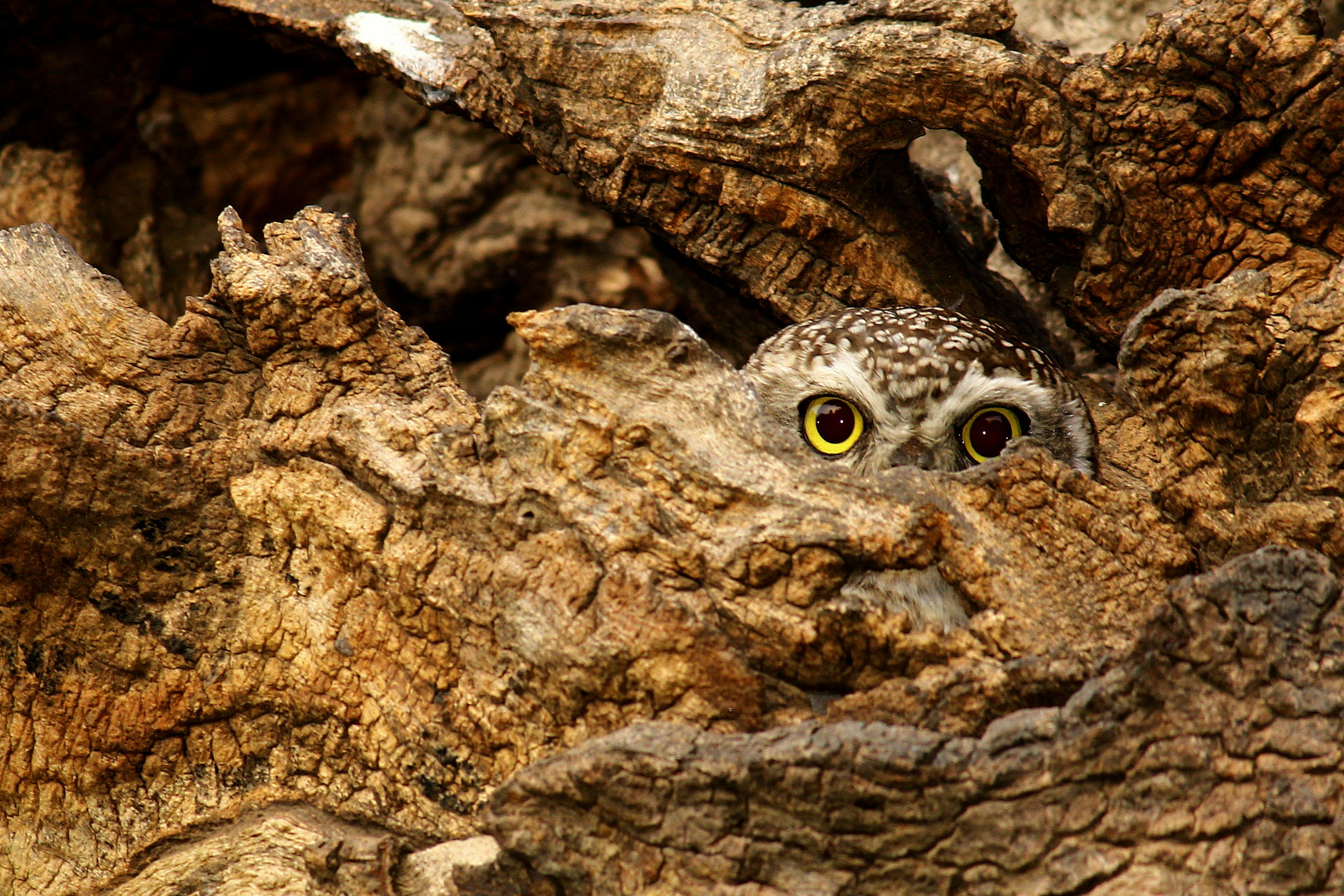 Head of a spotted owl hiding in a tree trunk in India.