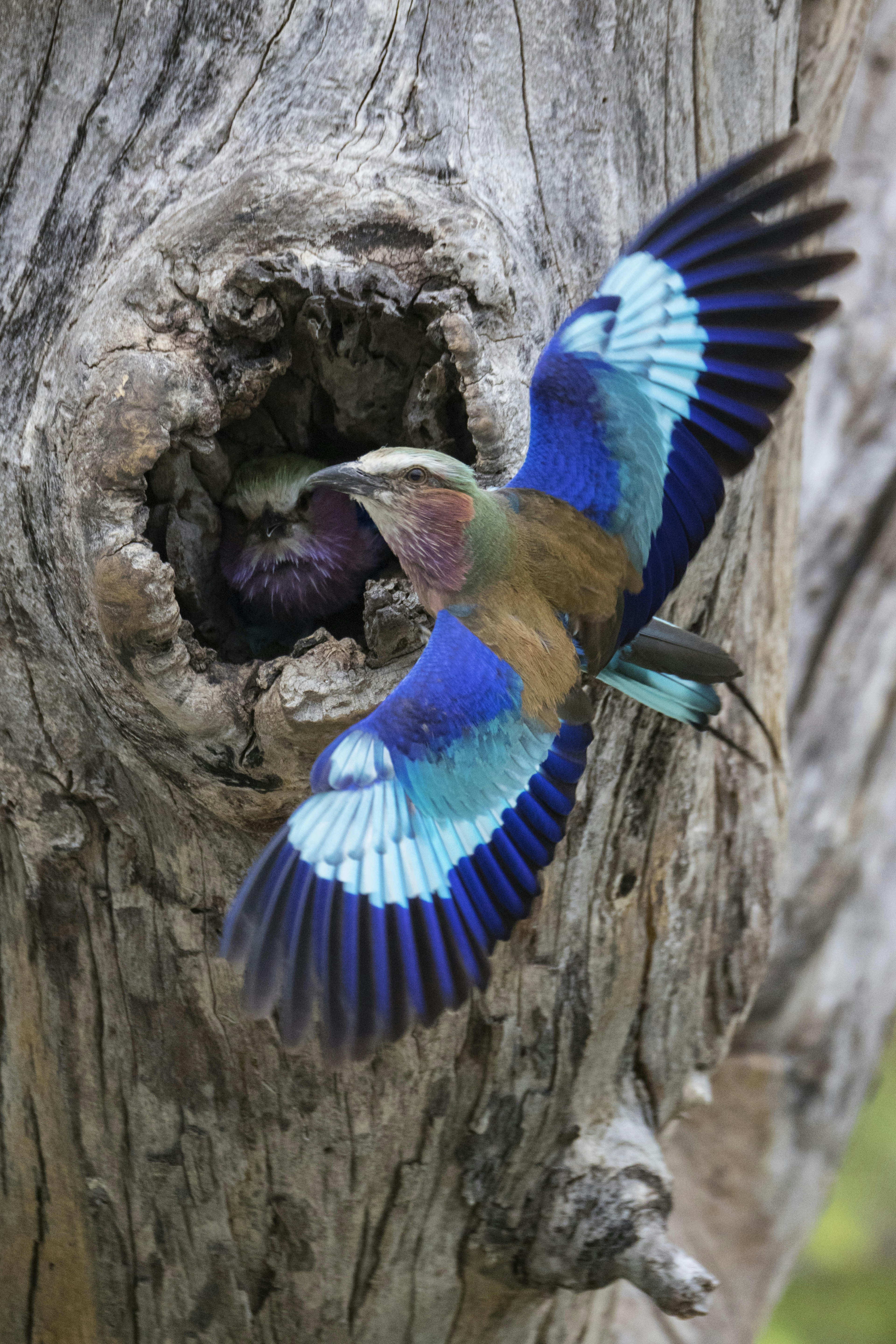 A lilac-breasted roller, Okavango Delta