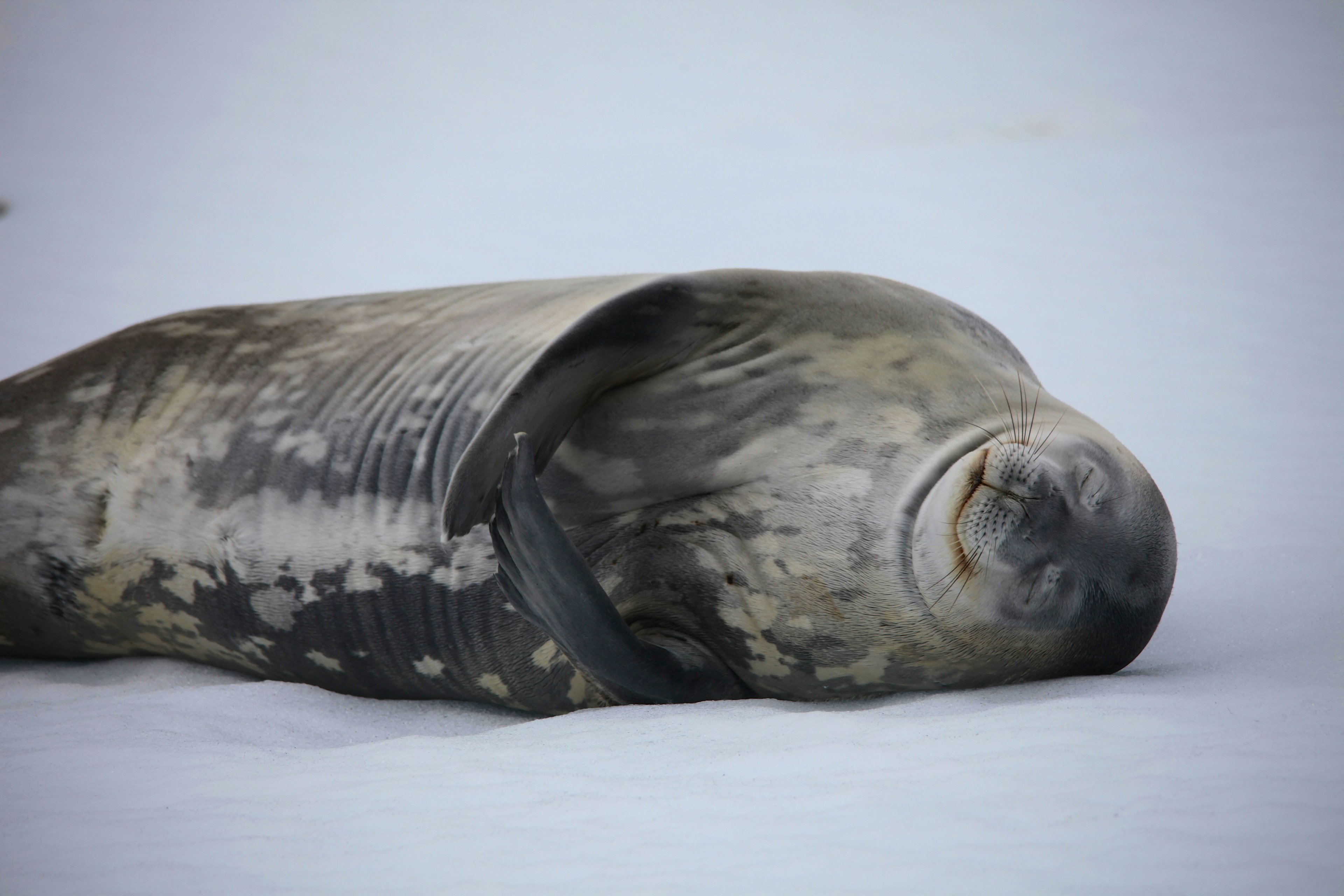 Close-Up Of Seal On Snow